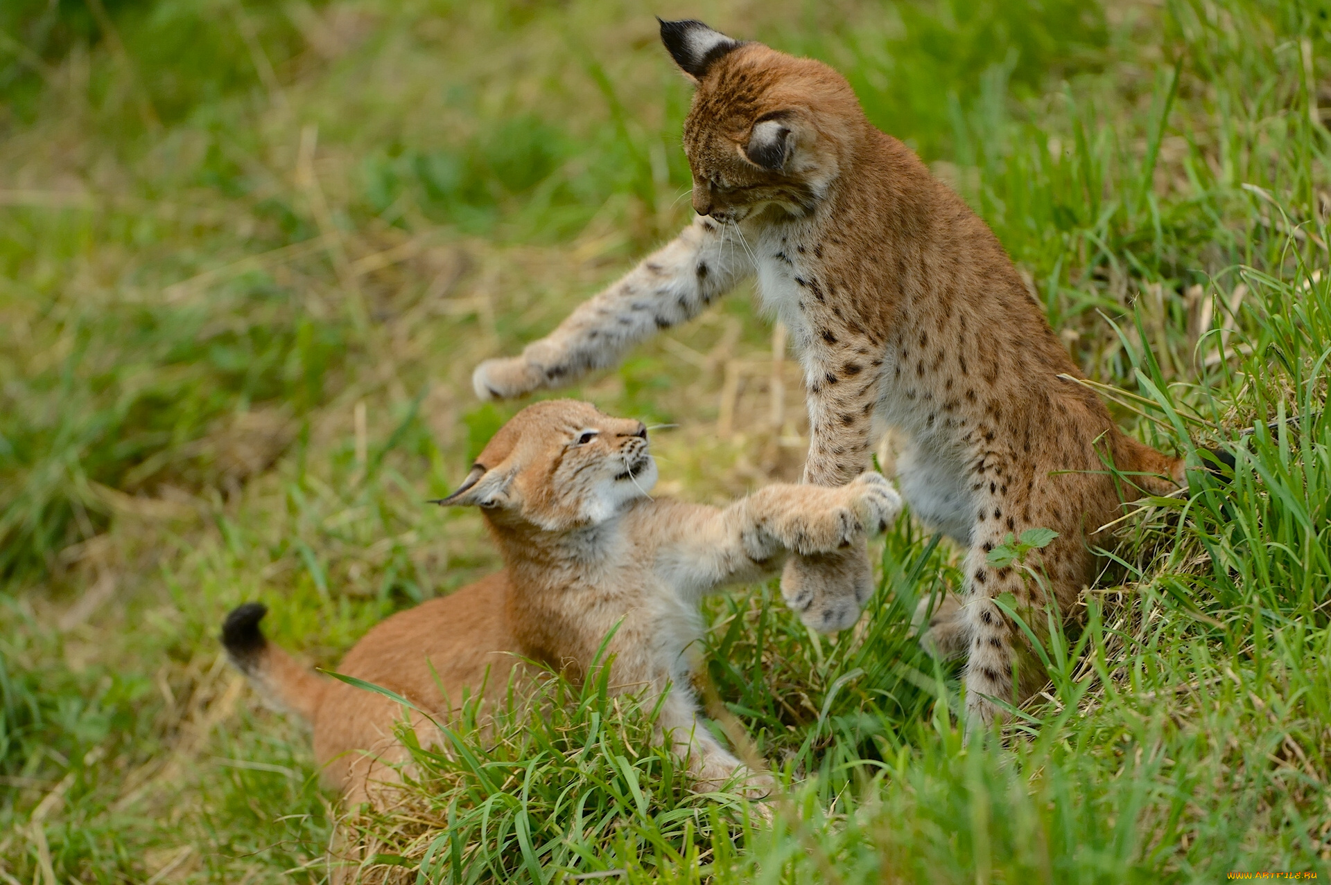 животные, рыси, котята, рысята, игра