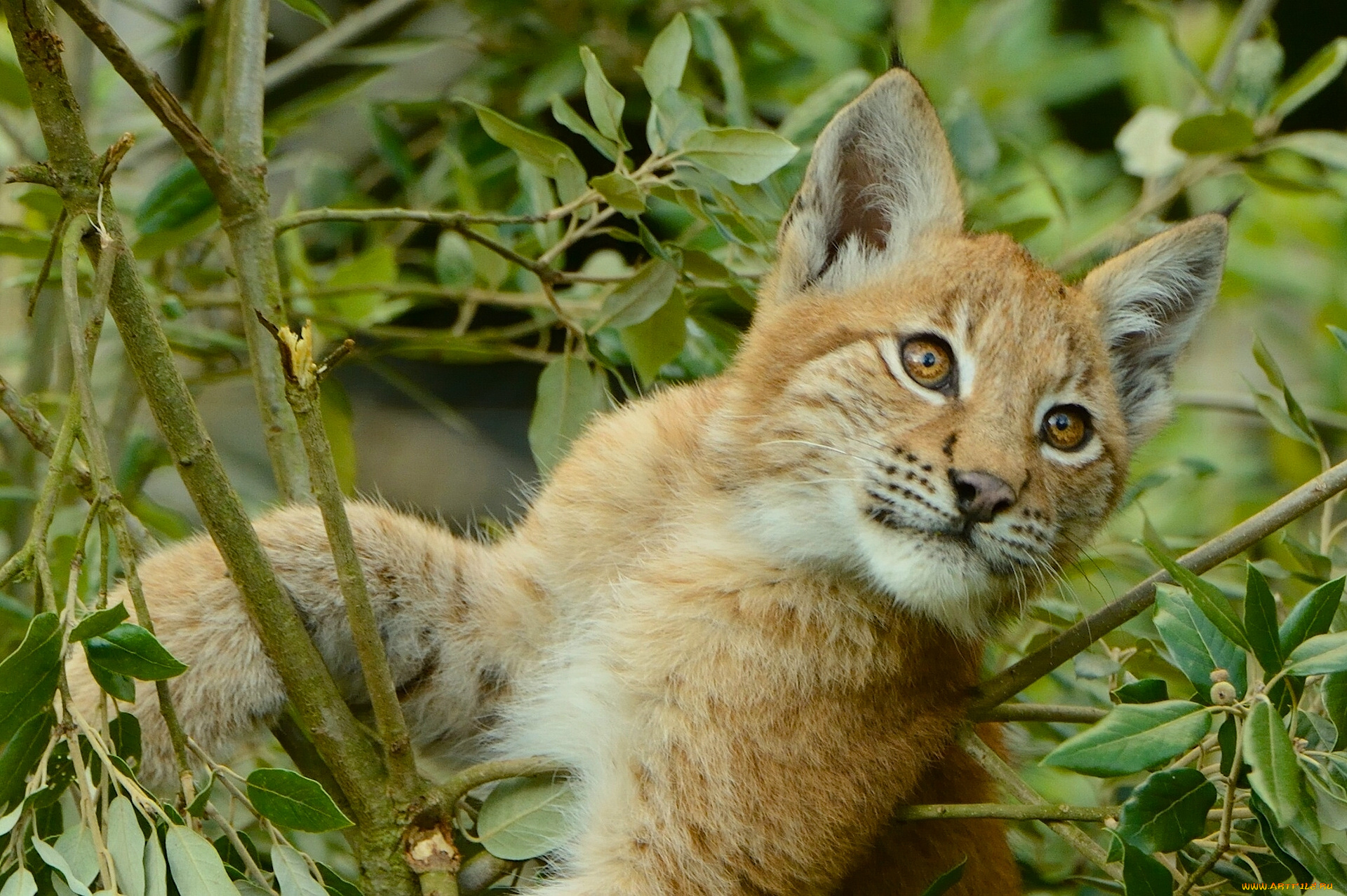 животные, рыси, рысь, листья, ветки, на, дереве, детёныш, котёнок, рысёнок