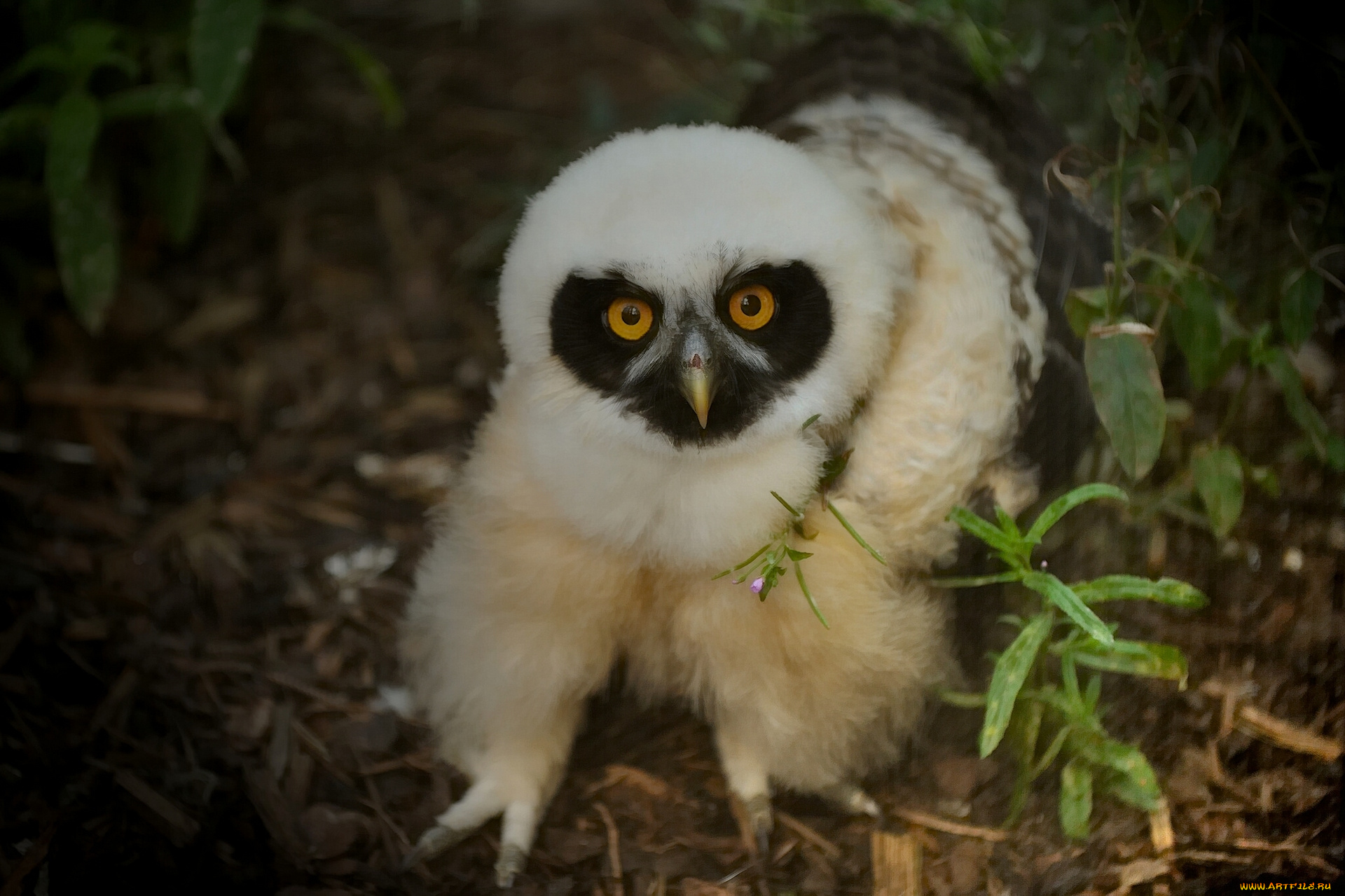 животные, совы, очковая, неотропическая, сова