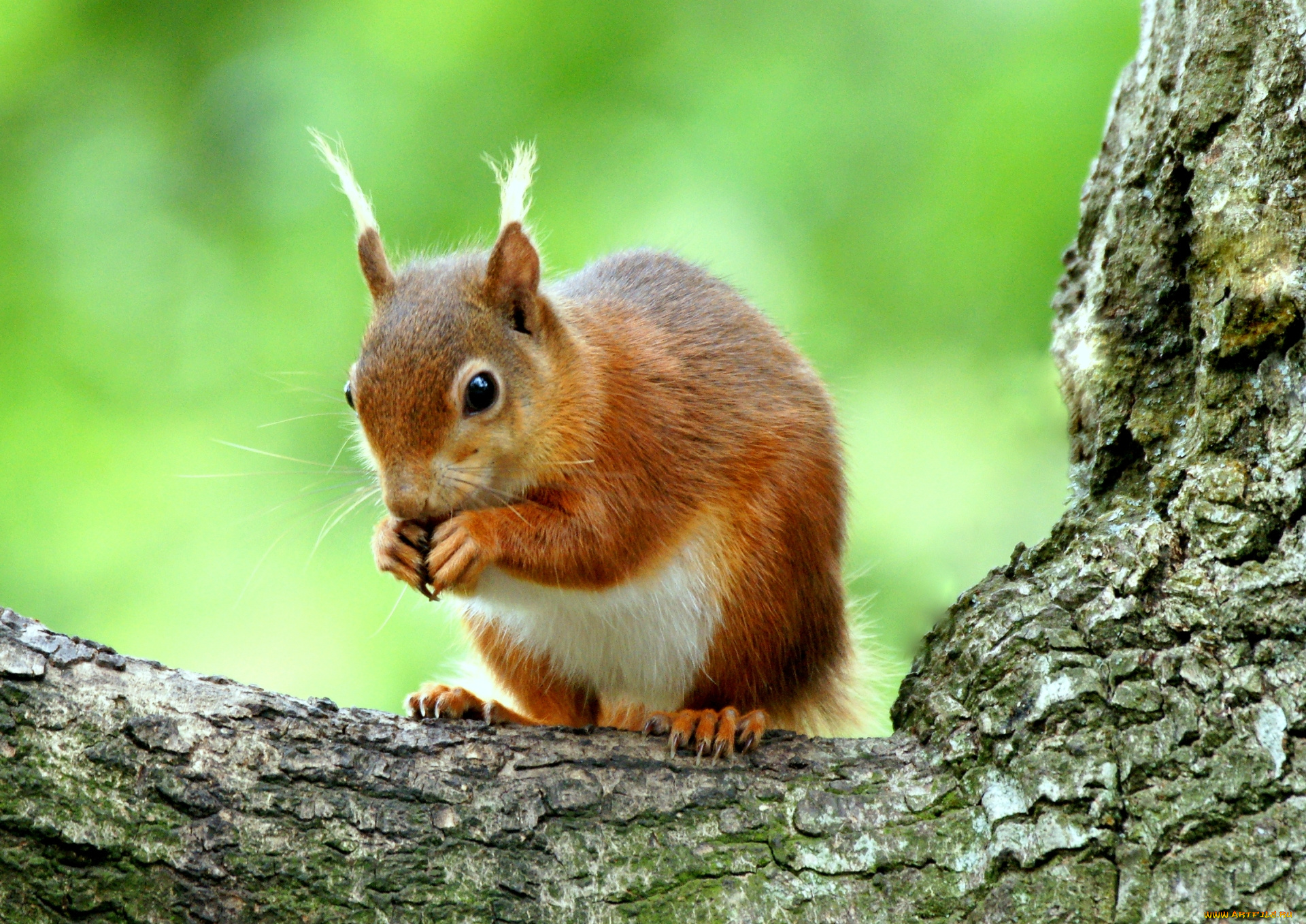 животные, белки, белка, рыжая