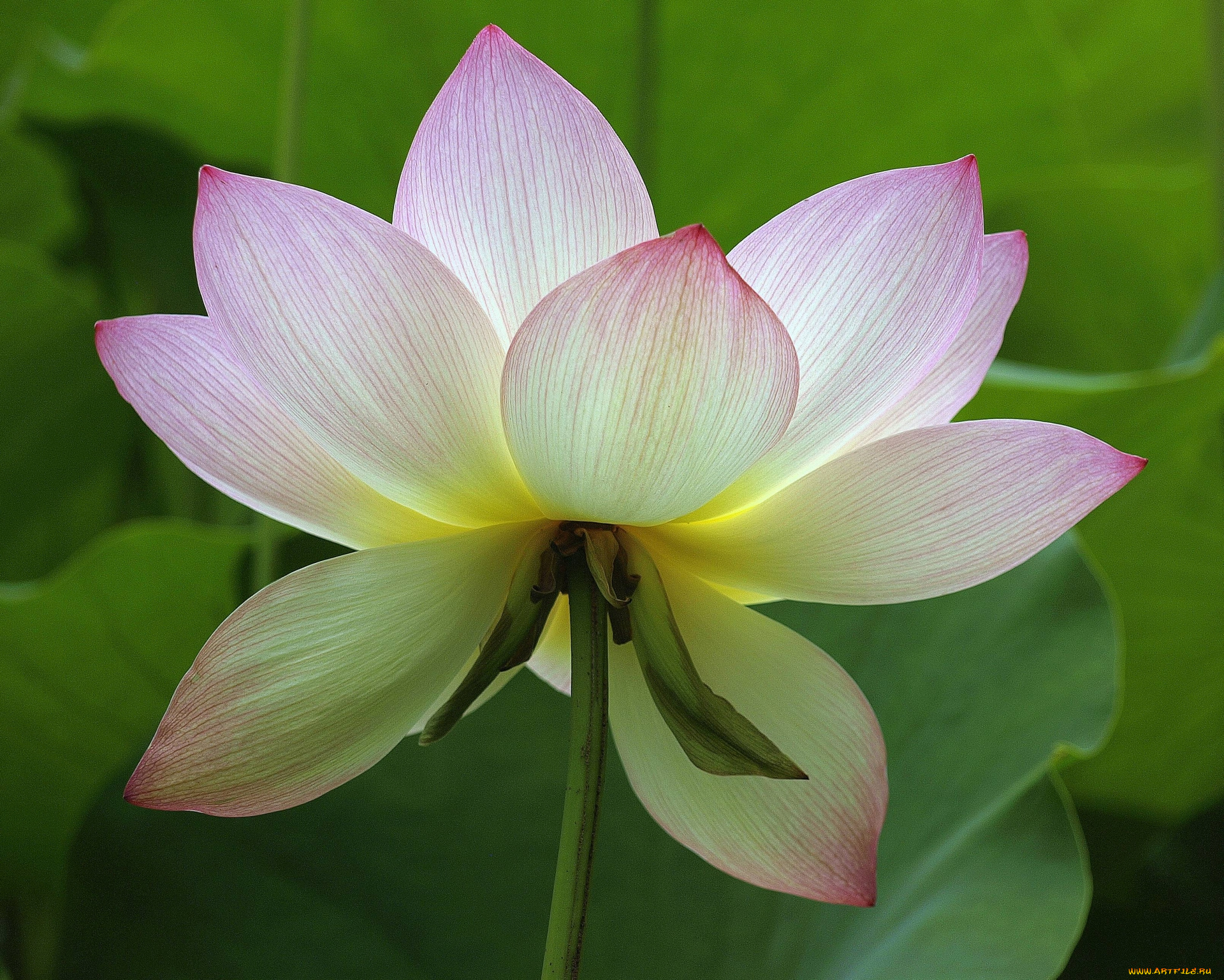 цветы, лотосы, лотос