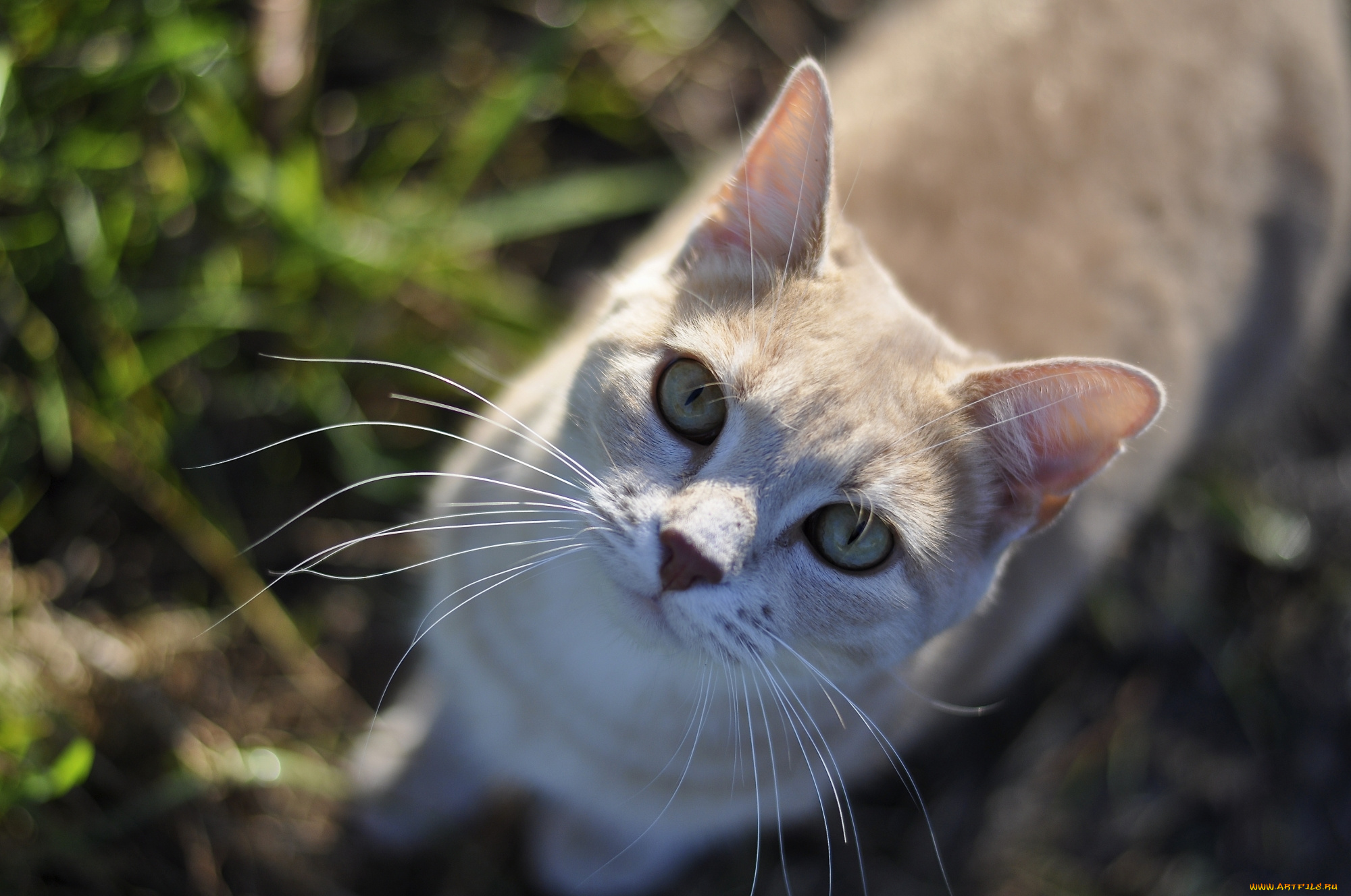 животные, коты, рыжулька, киса