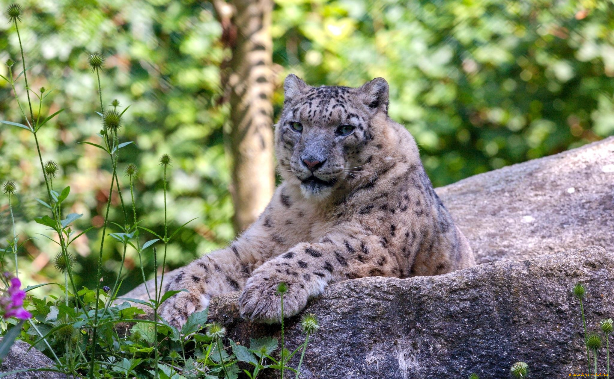 животные, снежный, барс, , ирбис, отдых, лежит, камень, барс