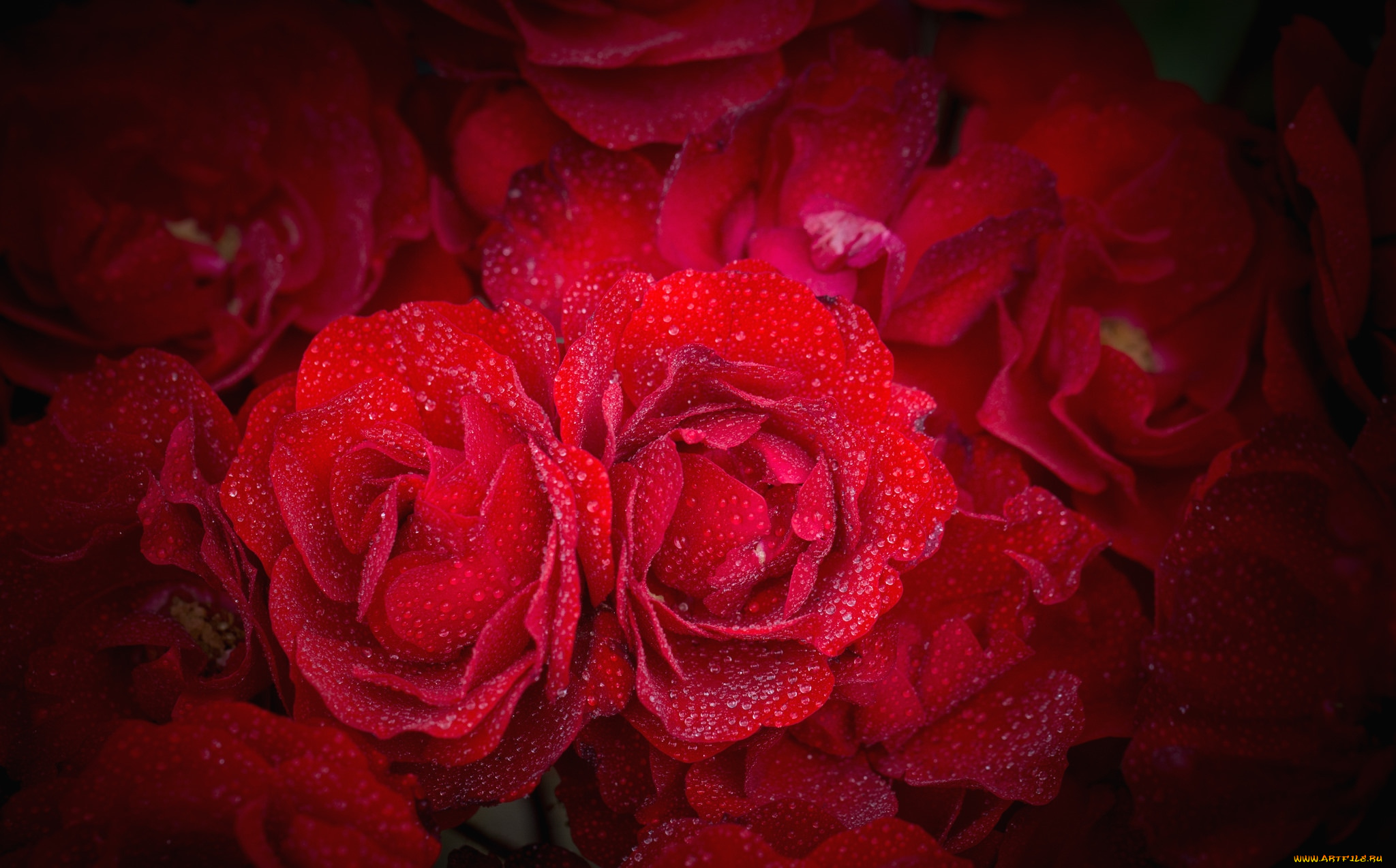 цветы, розы, капли