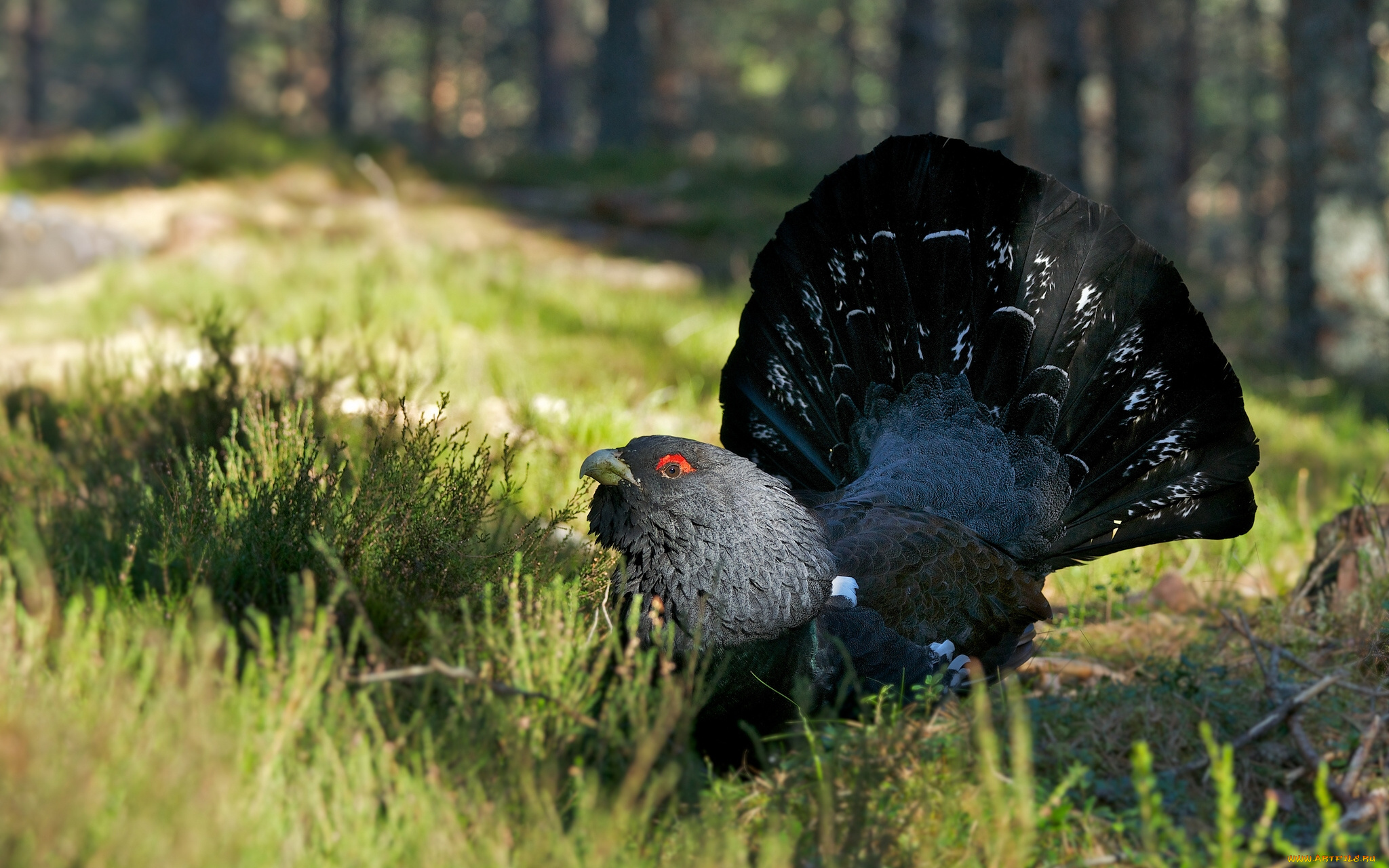 животные, глухари, , тетерева, , фазаны, глухарь, поляна, птица