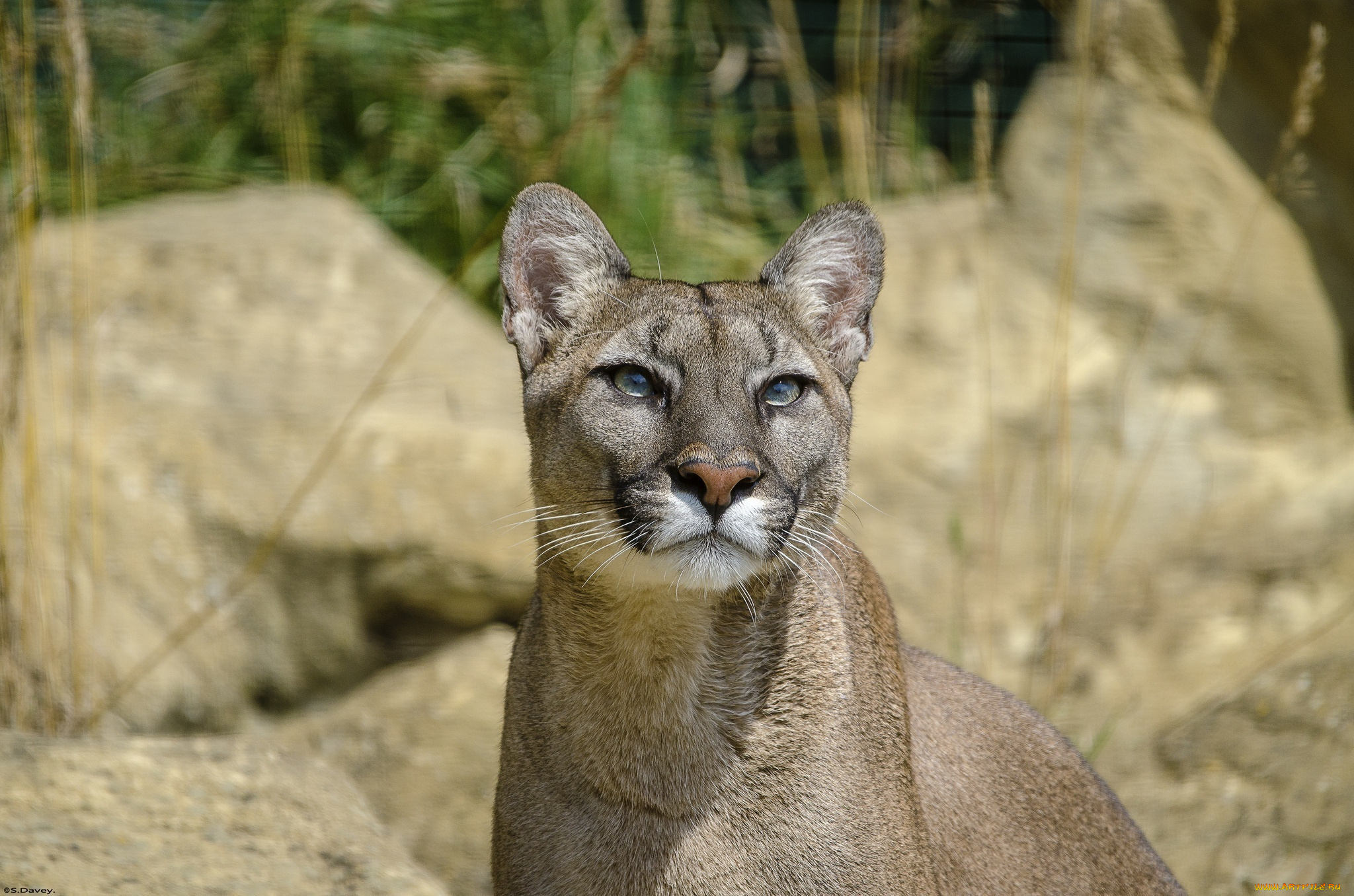 животные, пумы, взгляд, вверх, морда, кугуар