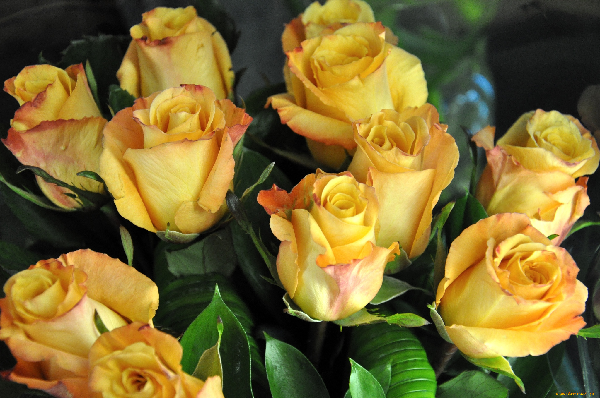 цветы, розы, букет