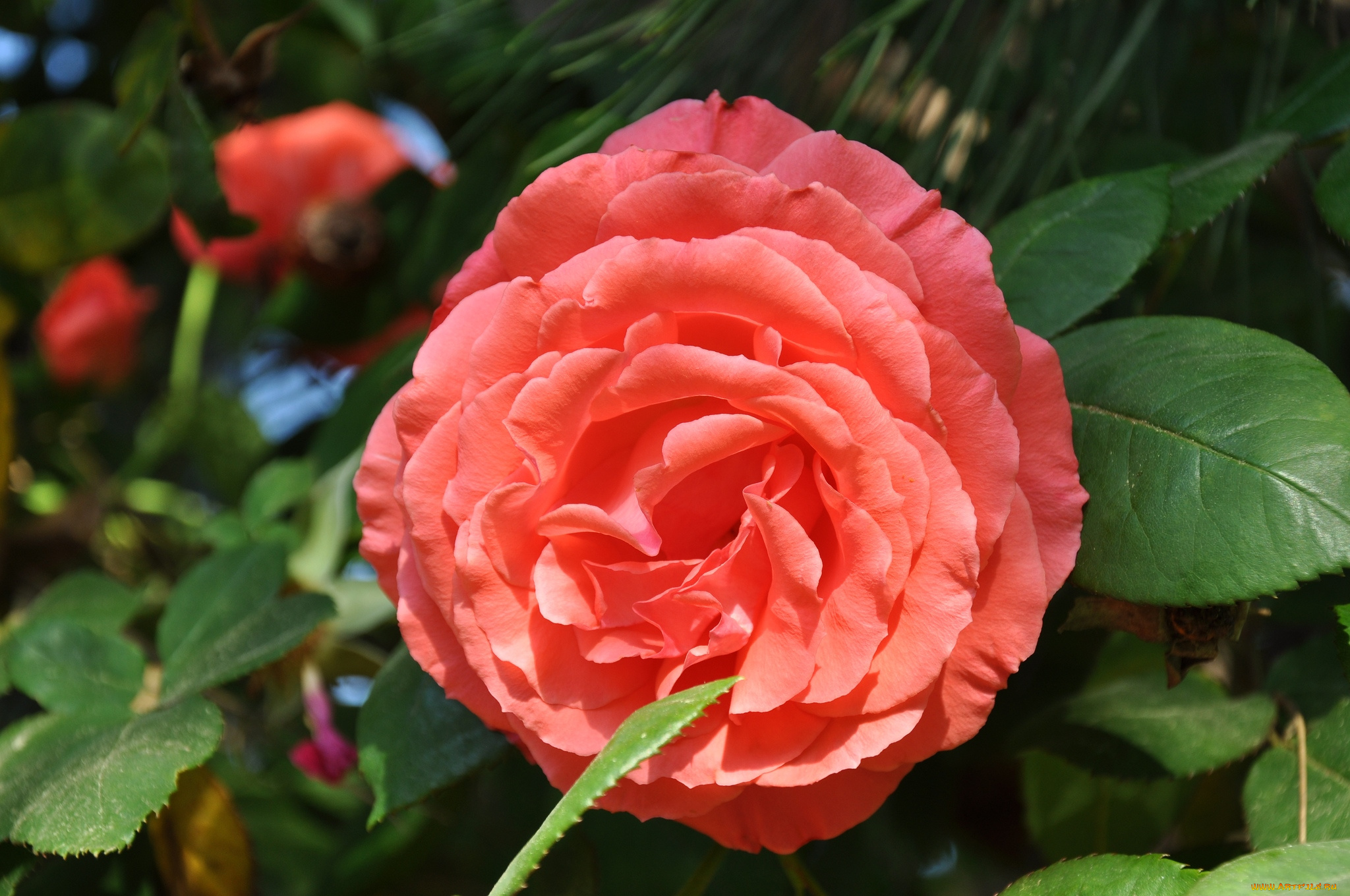 цветы, розы, круглый