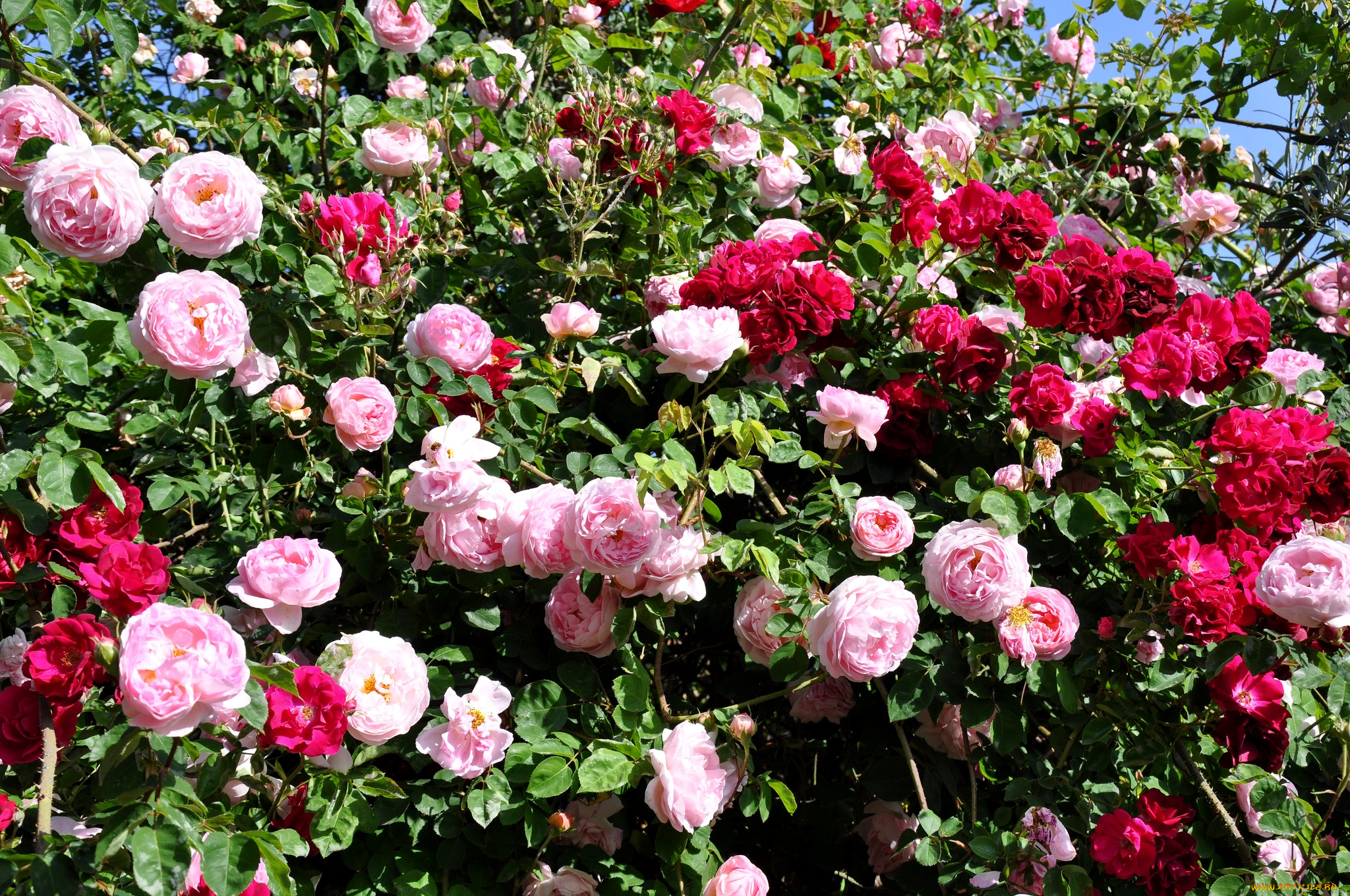 цветы, розы, куст