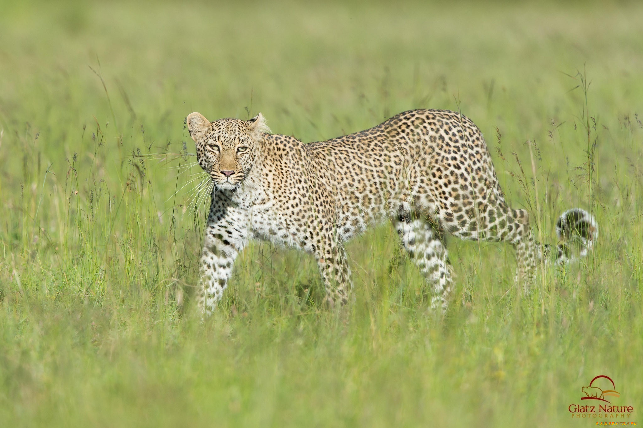 животные, леопарды, леопард, трава
