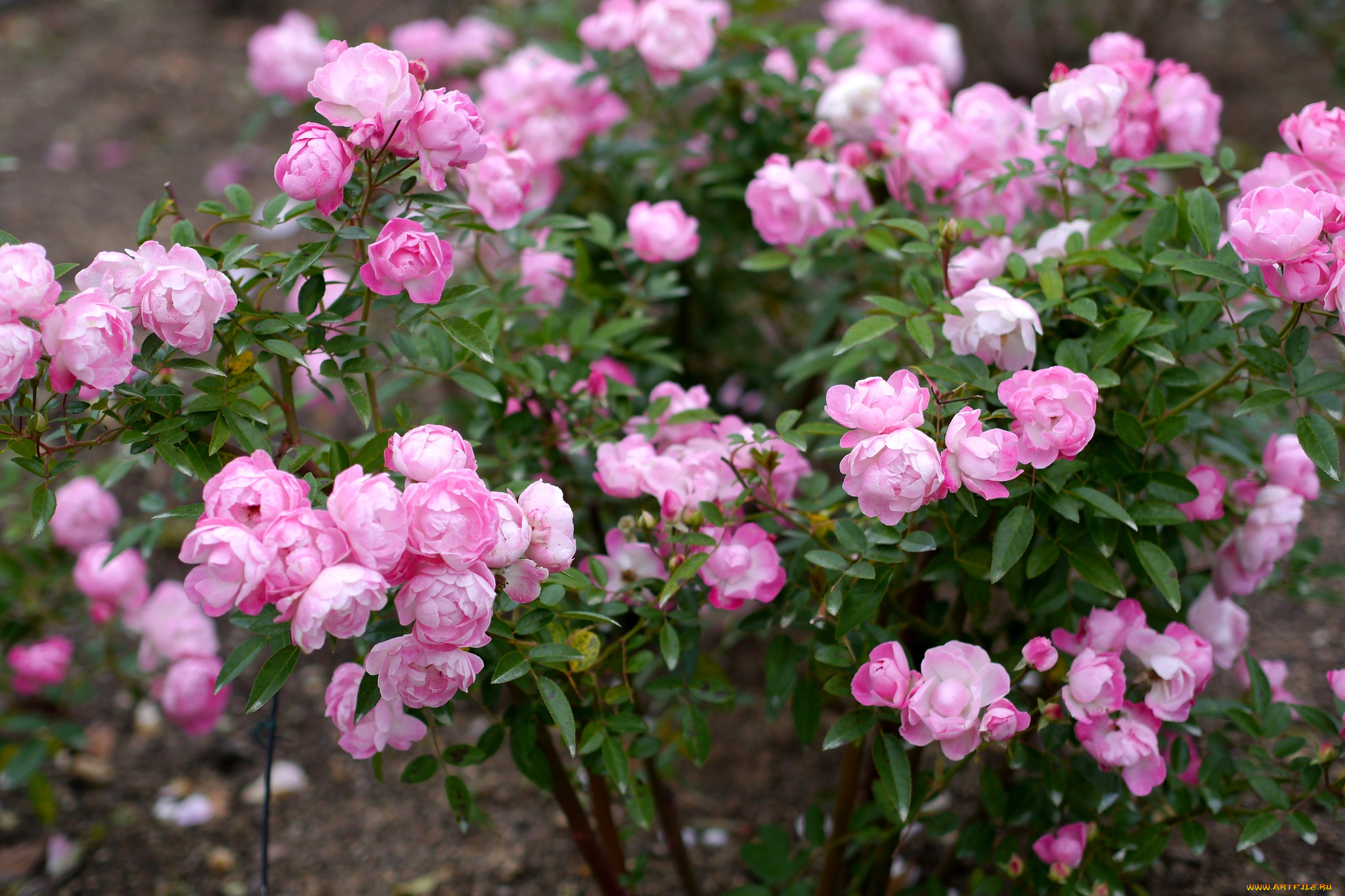 цветы, розы, куст