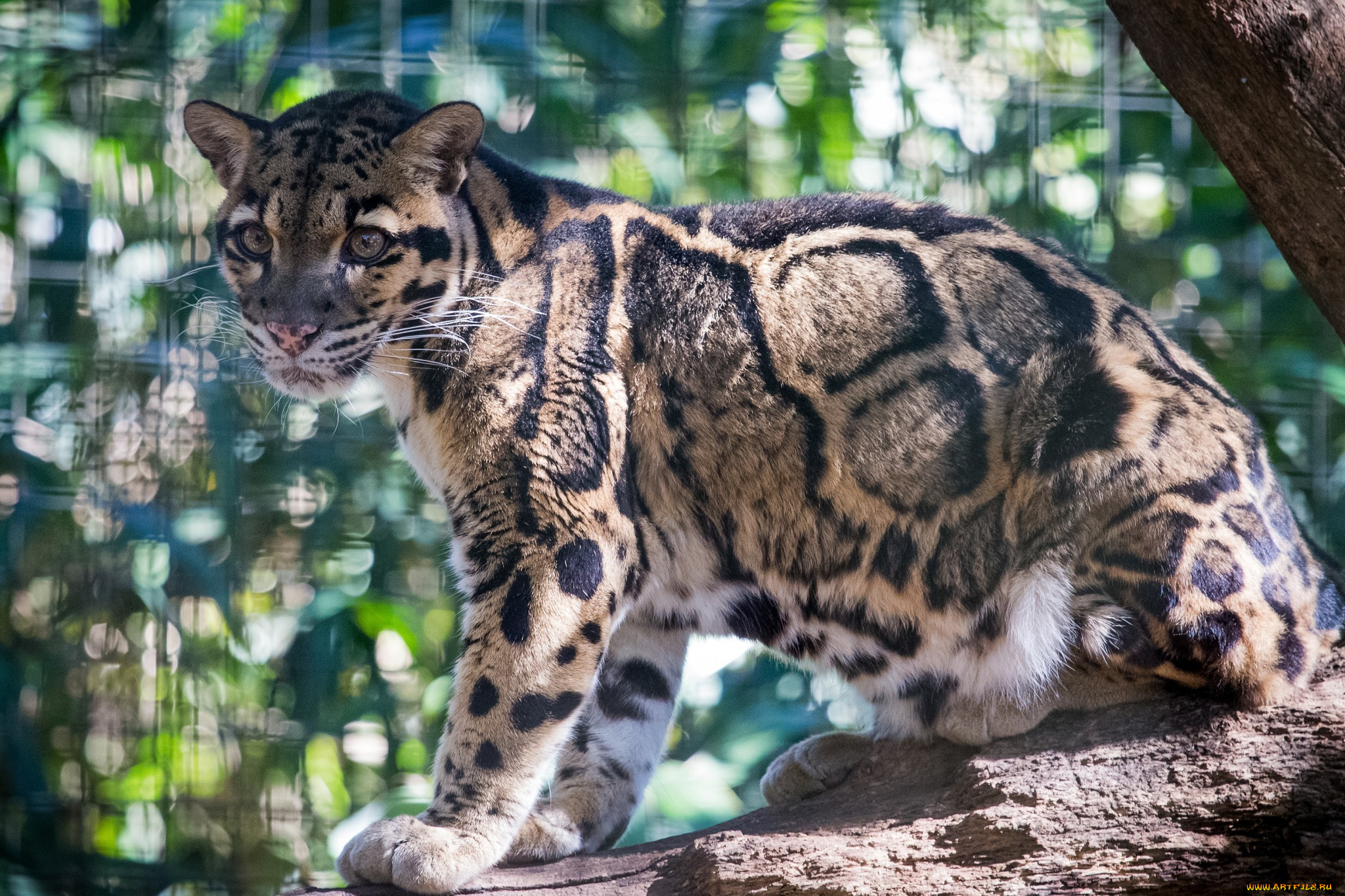 животные, леопарды, дымчатый, леопард, бревно, свет
