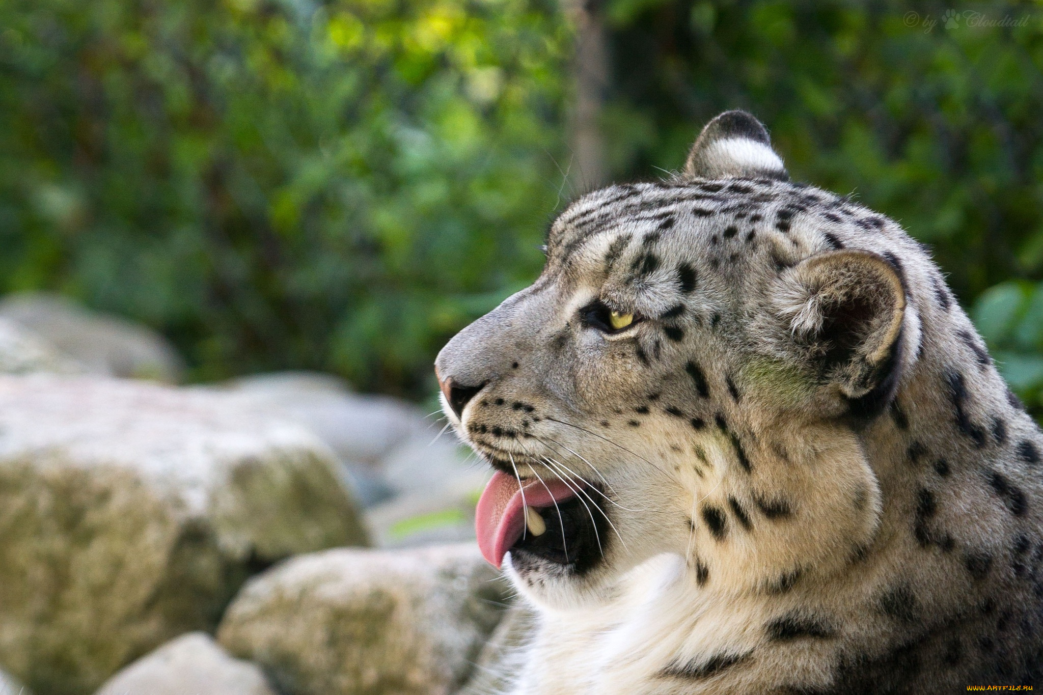 животные, снежный, барс, , ирбис, барс, морда, язык