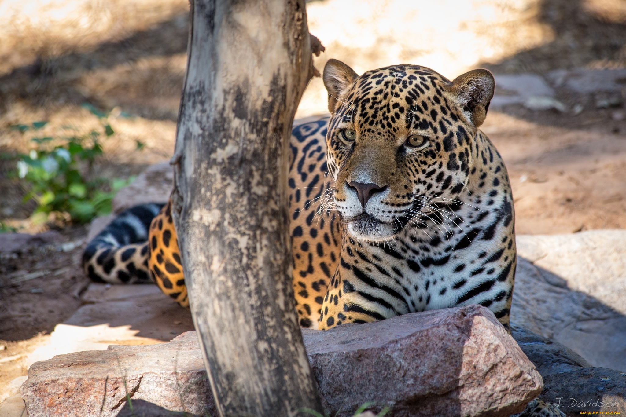 животные, Ягуары, лежит, отдых, морда, ягуар