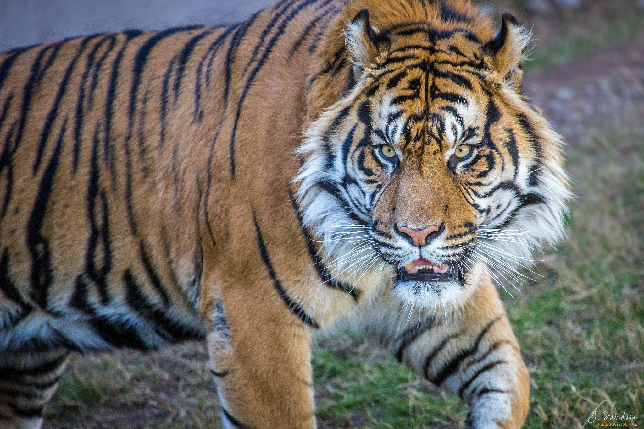 животные, тигры, морда, тигр