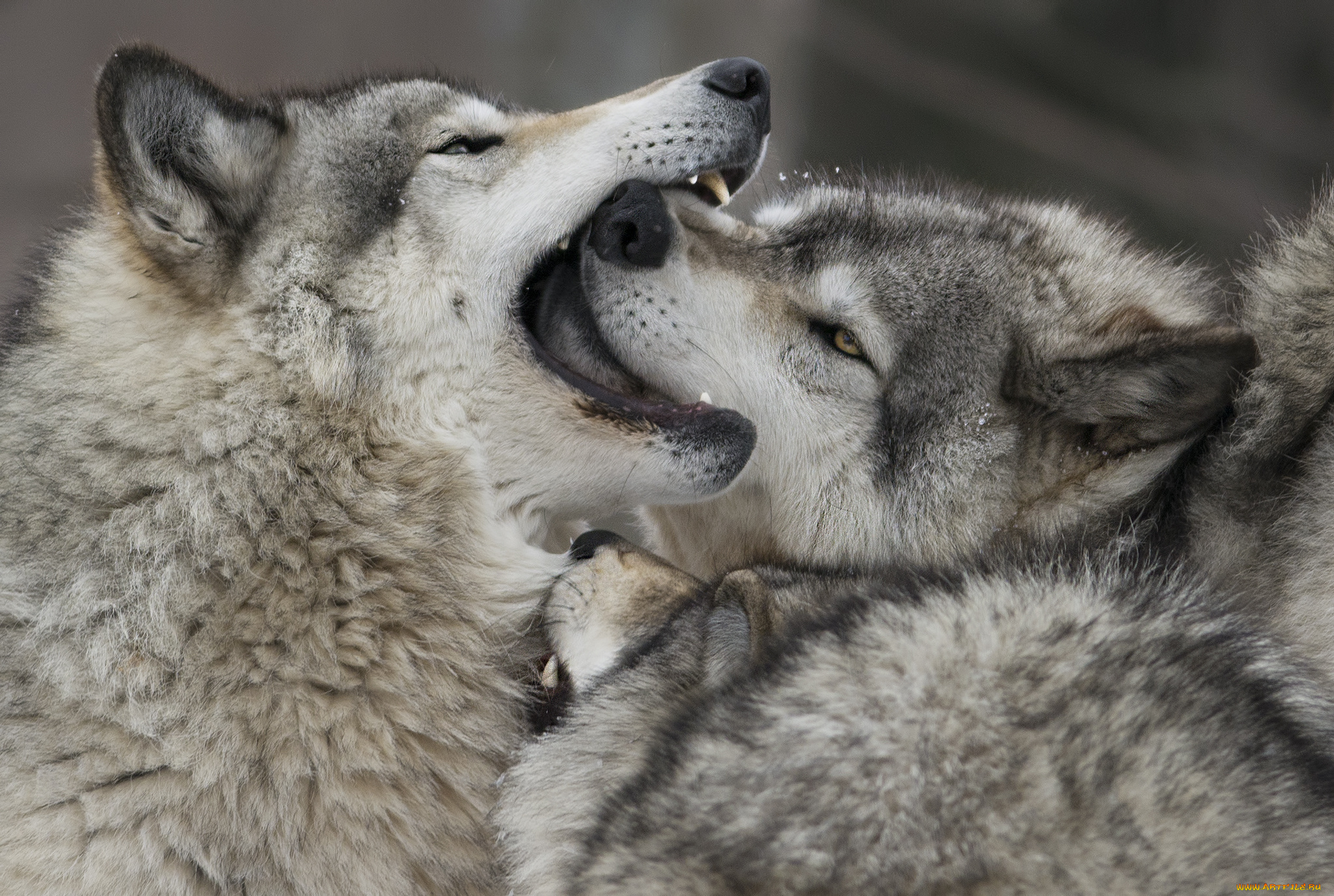 животные, волки, стая, хищники