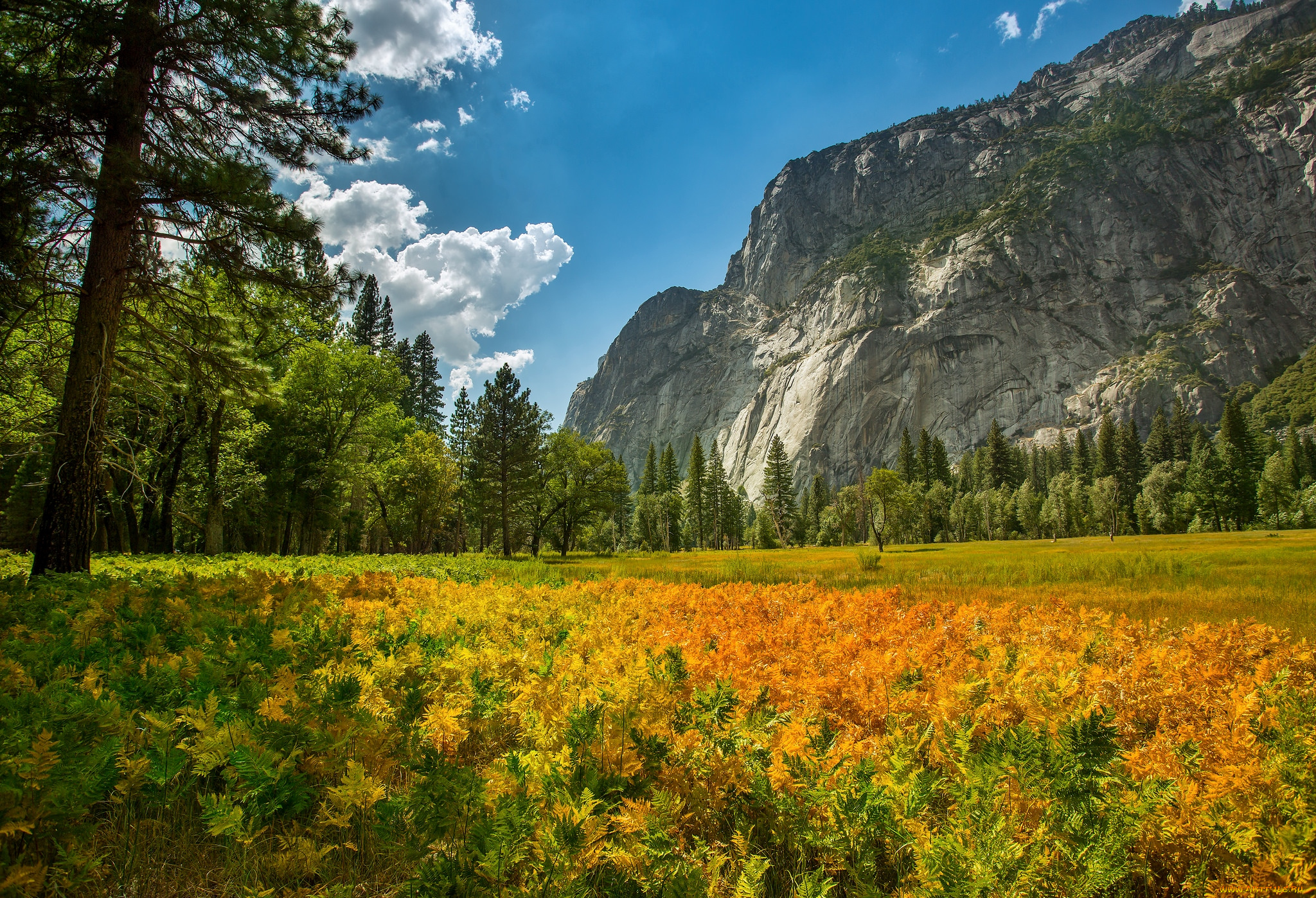 природа, горы, папоротник