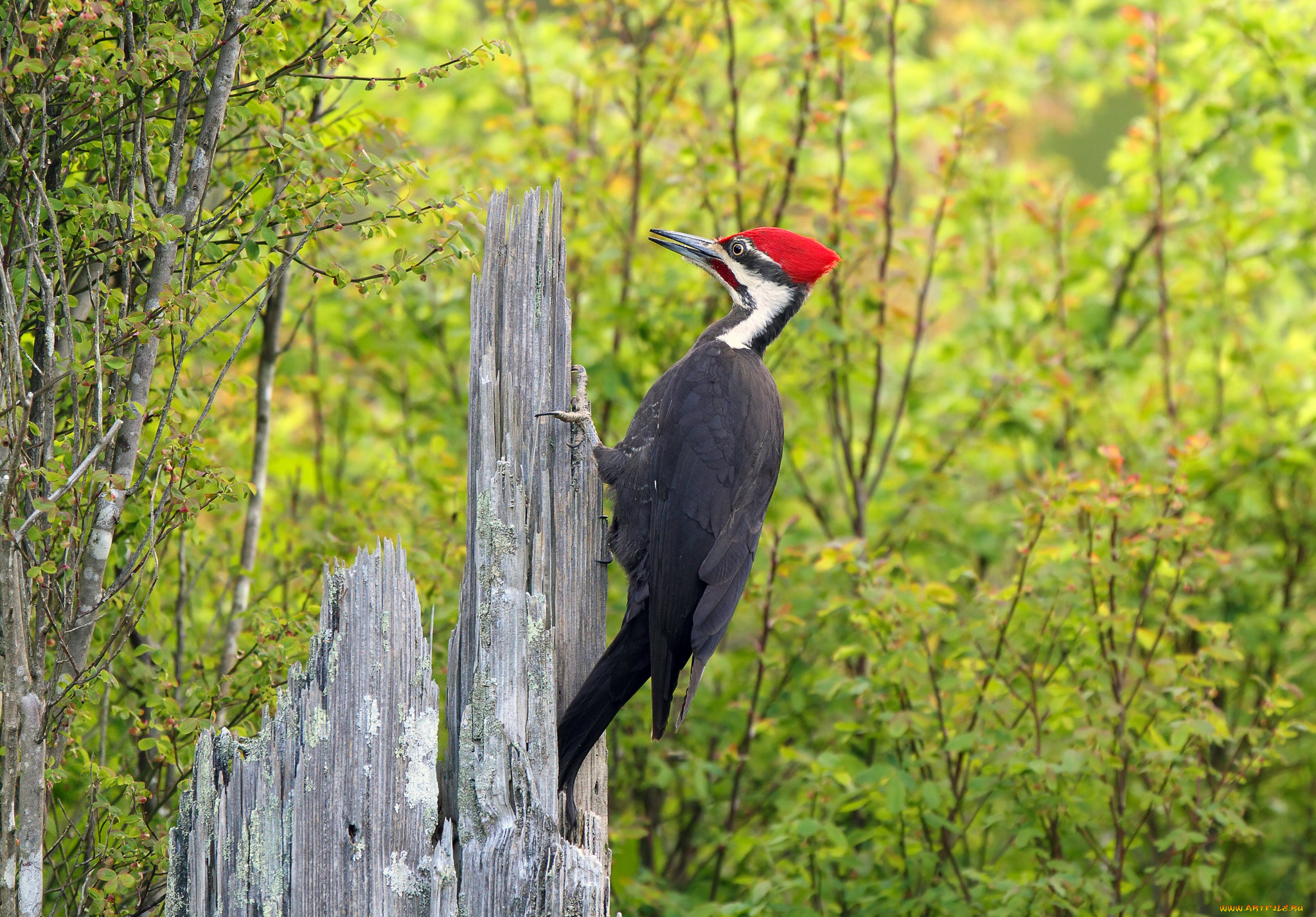 животные, дятлы, птица, дятел