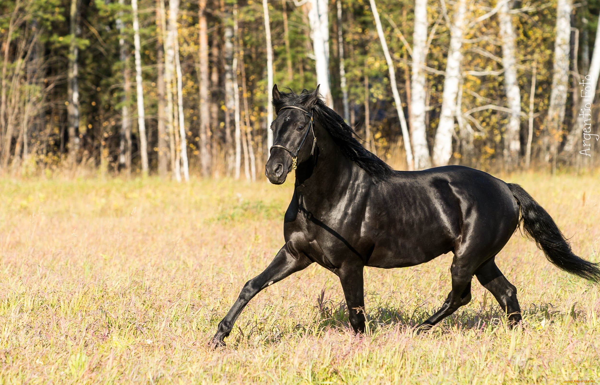 животные, лошади, вороной