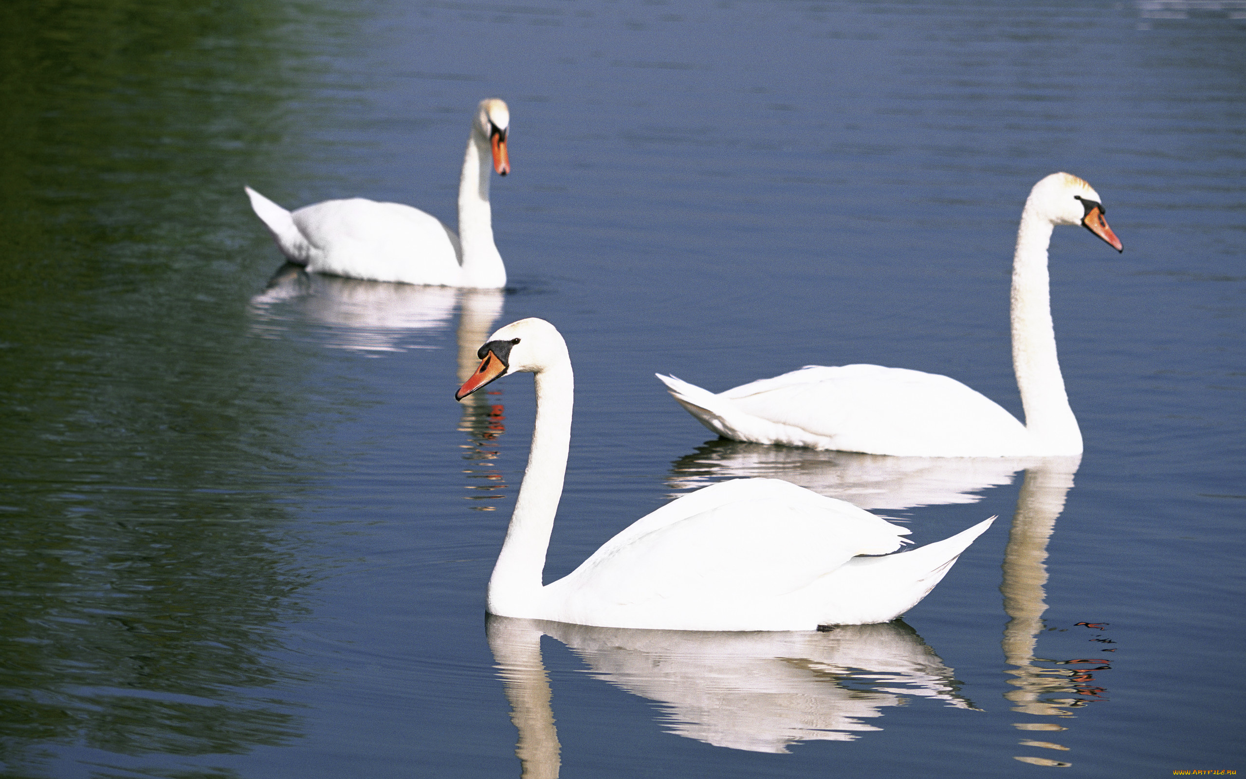 животные, лебеди