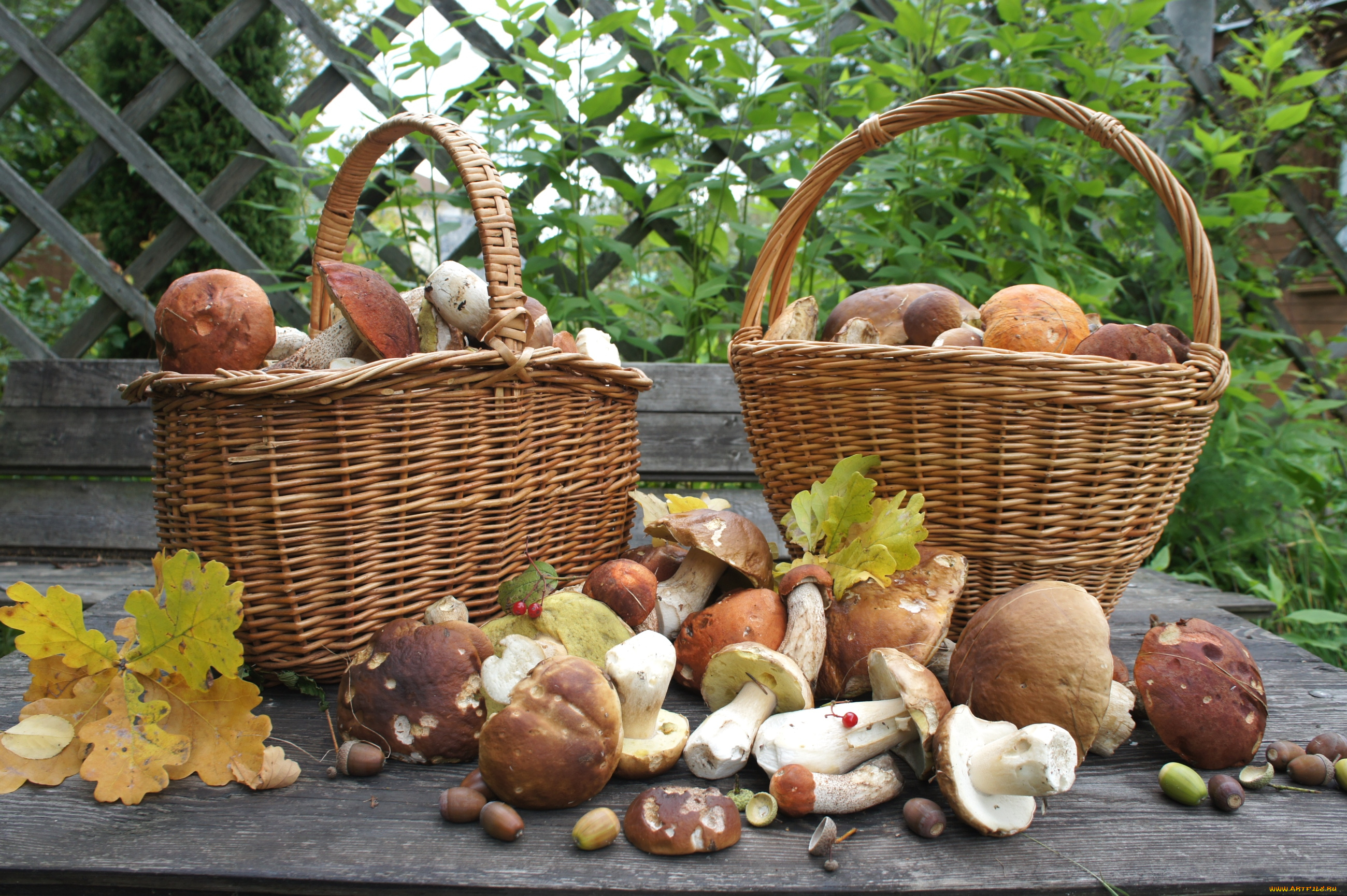 еда, грибы, , грибные, блюда, корзины