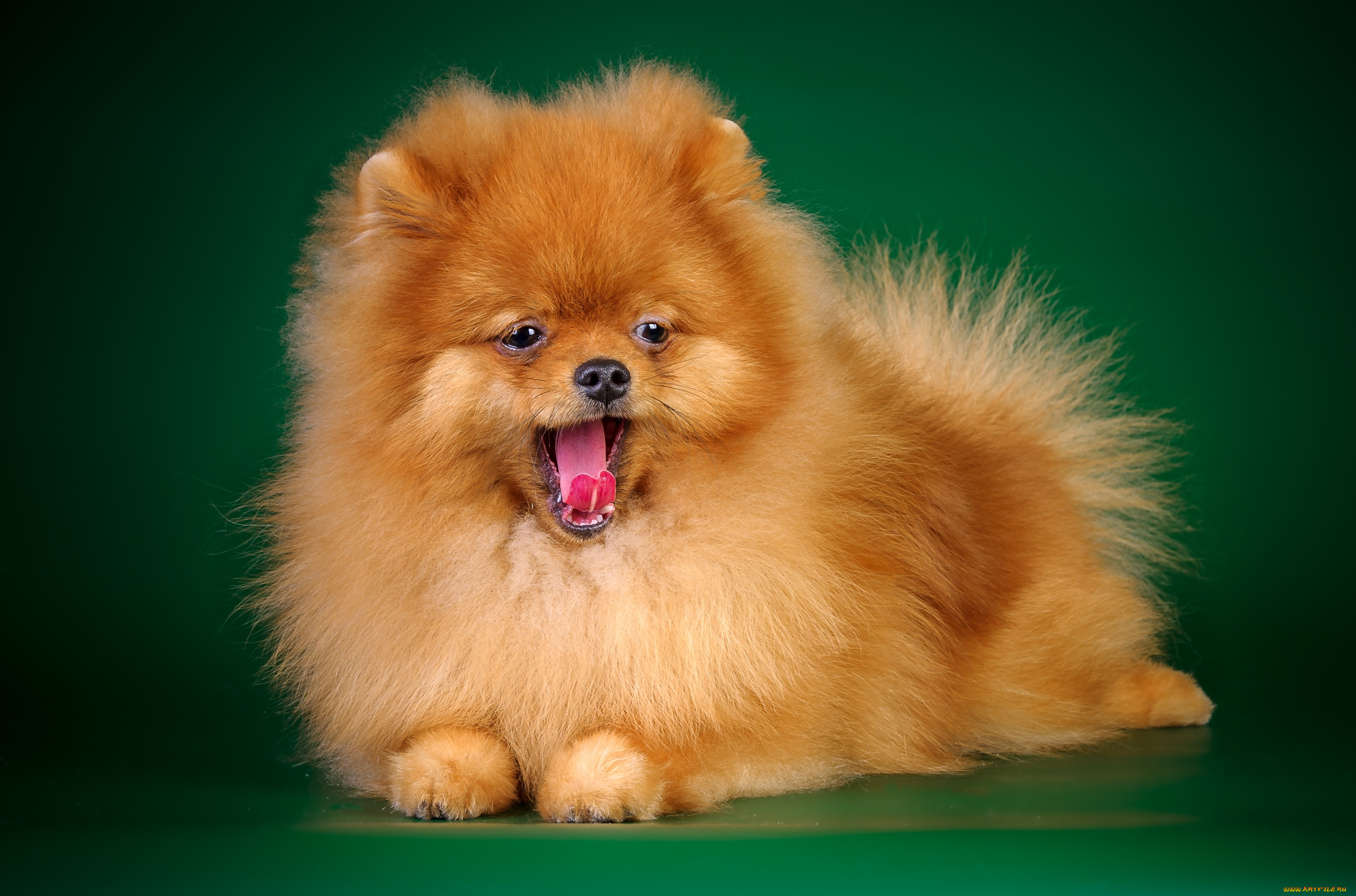 животные, собаки, шпиц