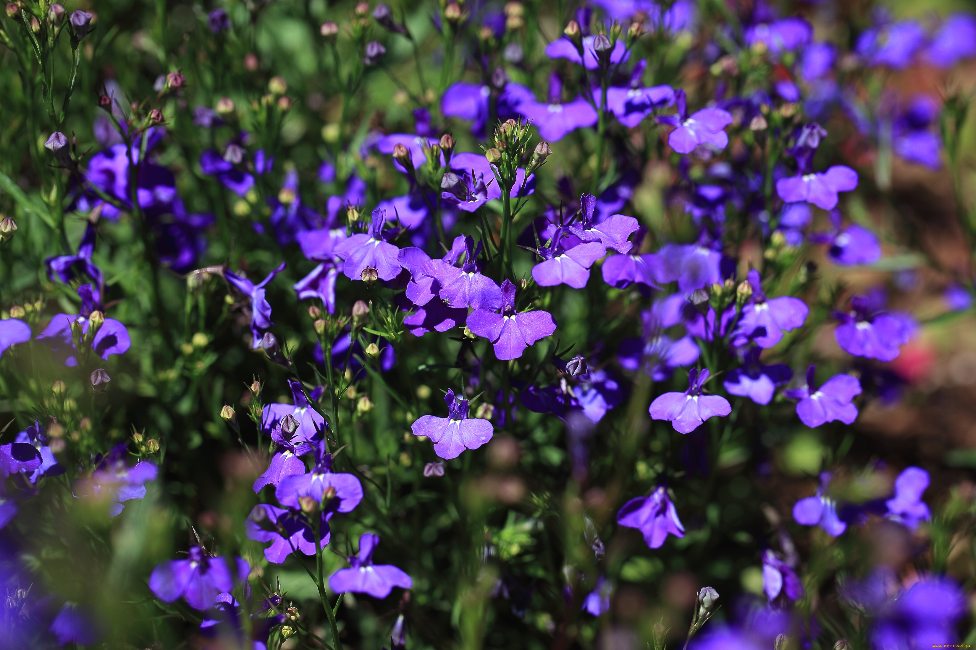 цветы, лобелии, фиолетовый
