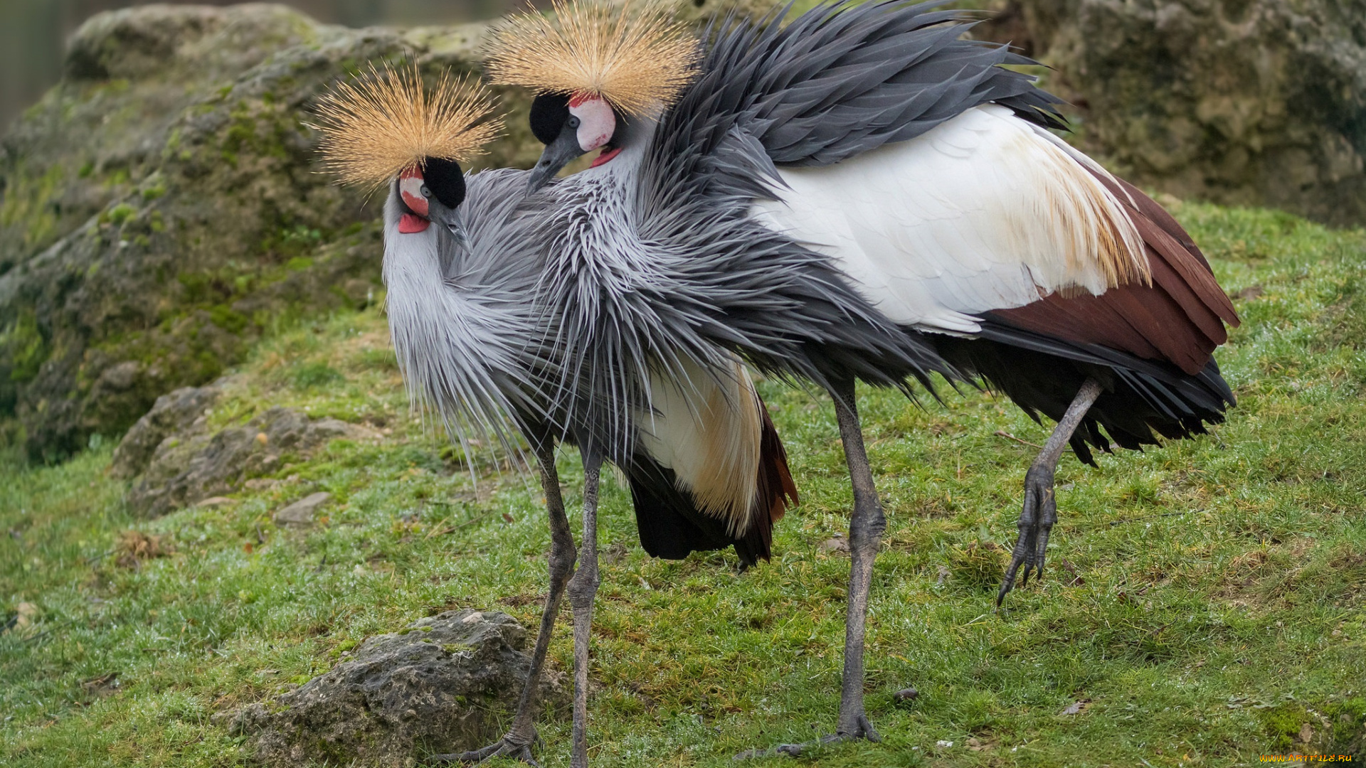 венценосные, журавли, животные, журавли, птицы, пара