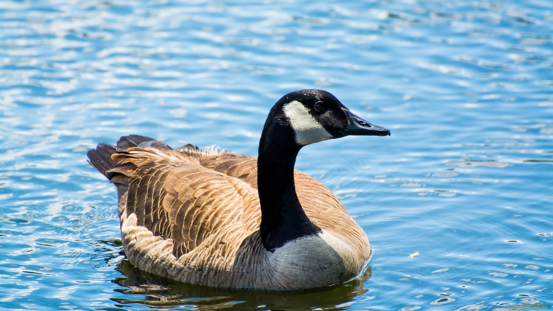 животные, гуси, водоём, рябь