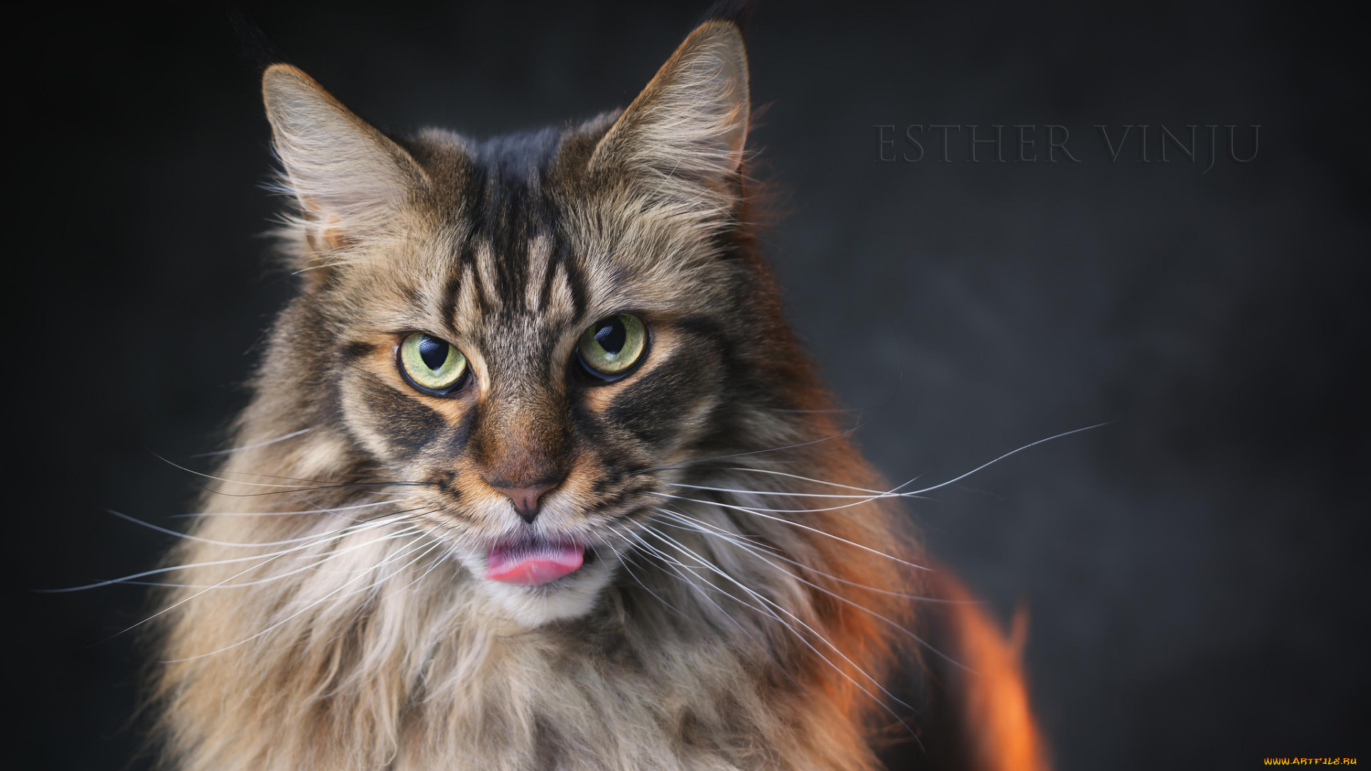 животные, коты, киса, кот, взгляд