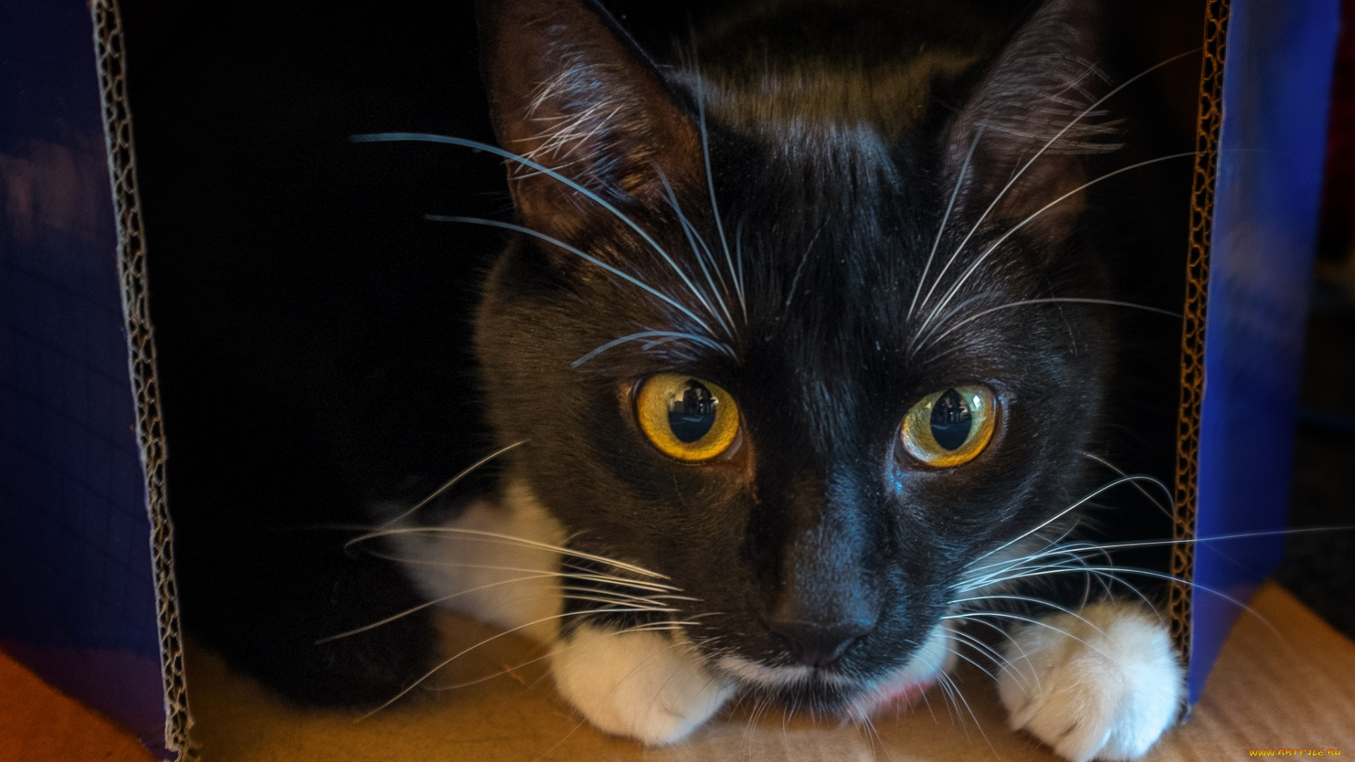 животные, коты, киса, кот, взгляд, прятки, коробка