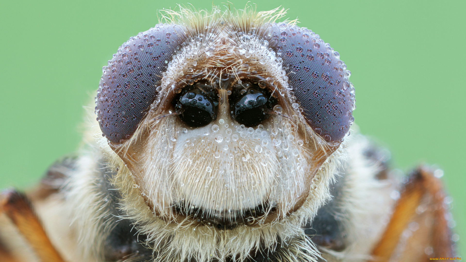 животные, насекомые, портрет, фон, насекомое, капли, роса, жук, макро