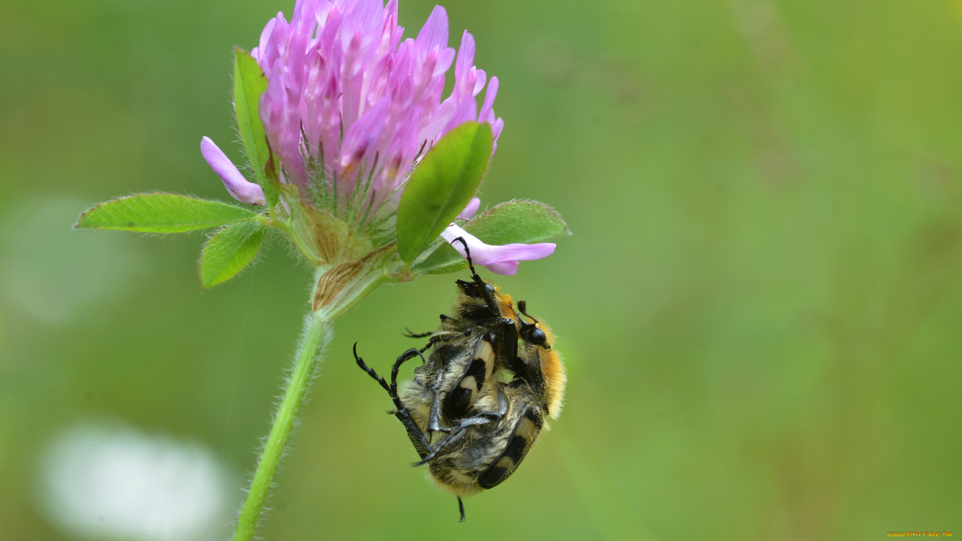 животные, насекомые, утро, макро, жуки, травинка, фон