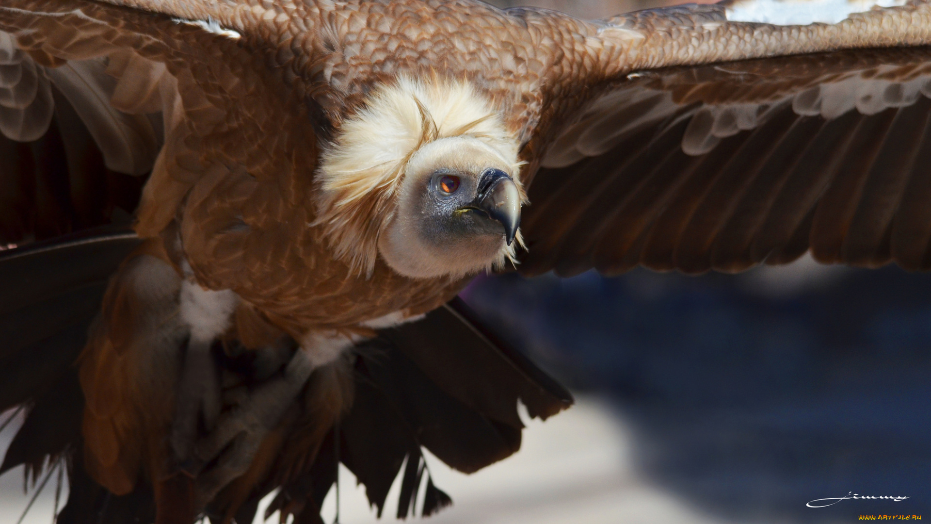 животные, птицы, -, хищники, гриф, птица