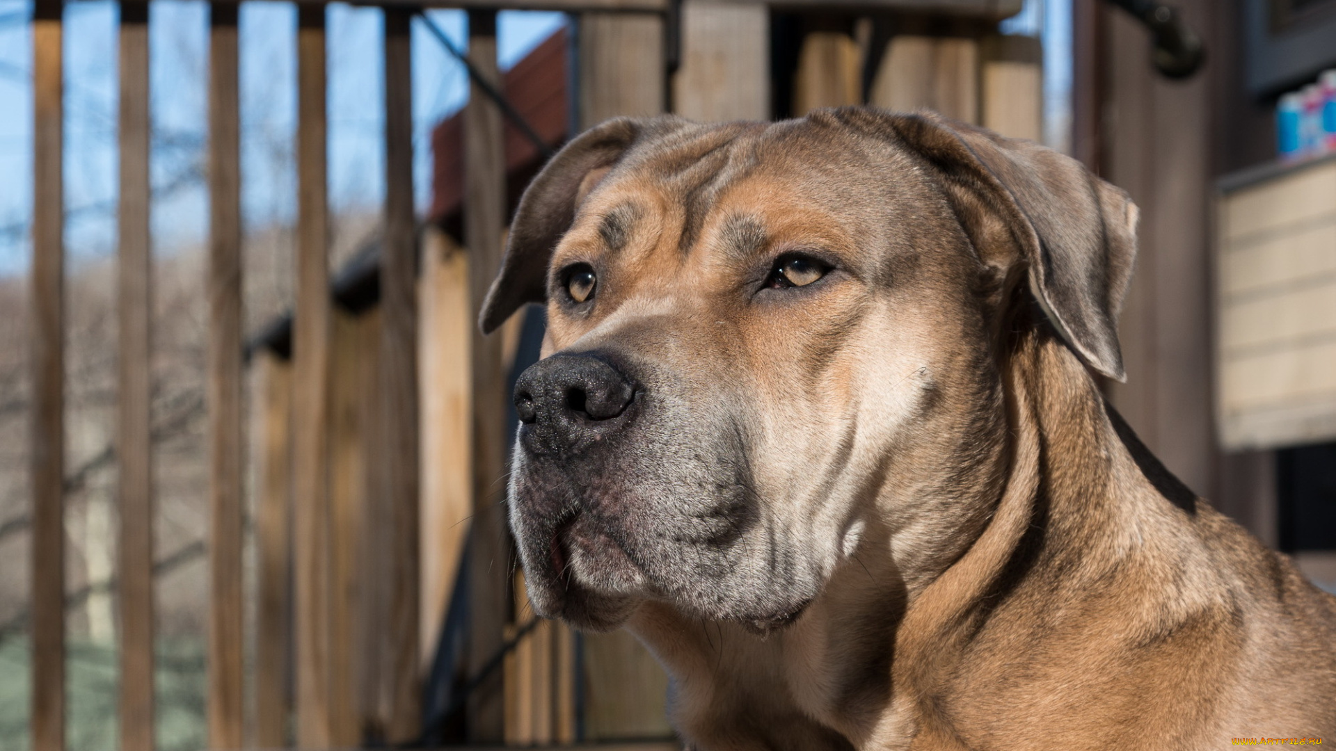 животные, собаки, друг, взгляд, собака