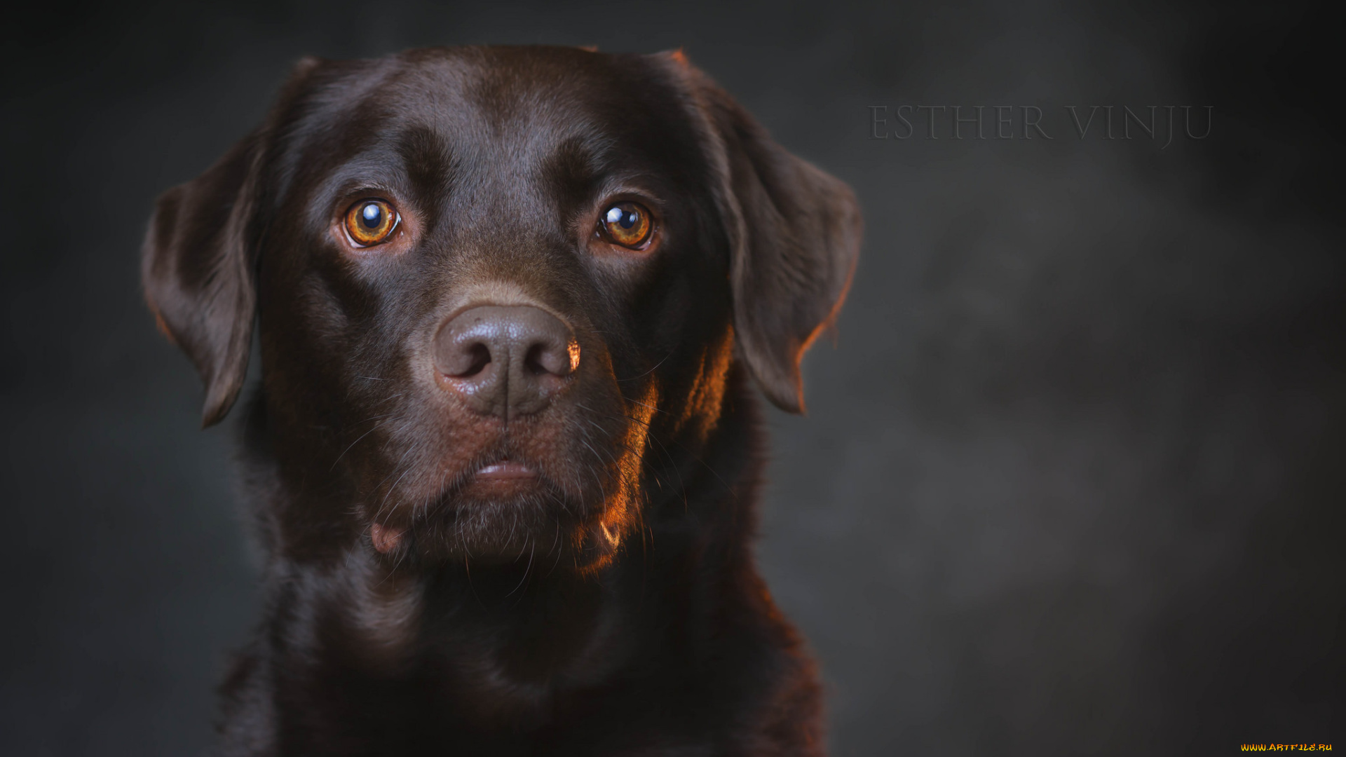 животные, собаки, собака, взгляд, коричневая, портрет