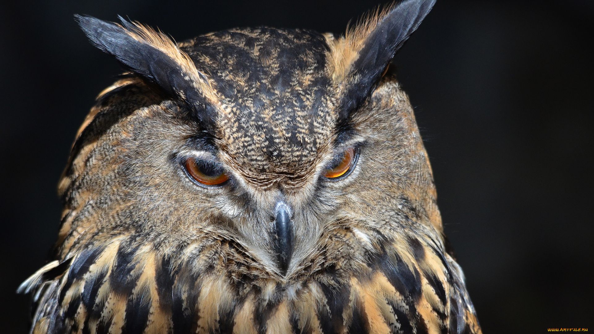 животные, совы, сова, портрет