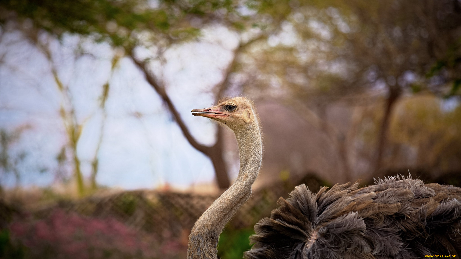 животные, страусы, профиль, шея, зоопарк