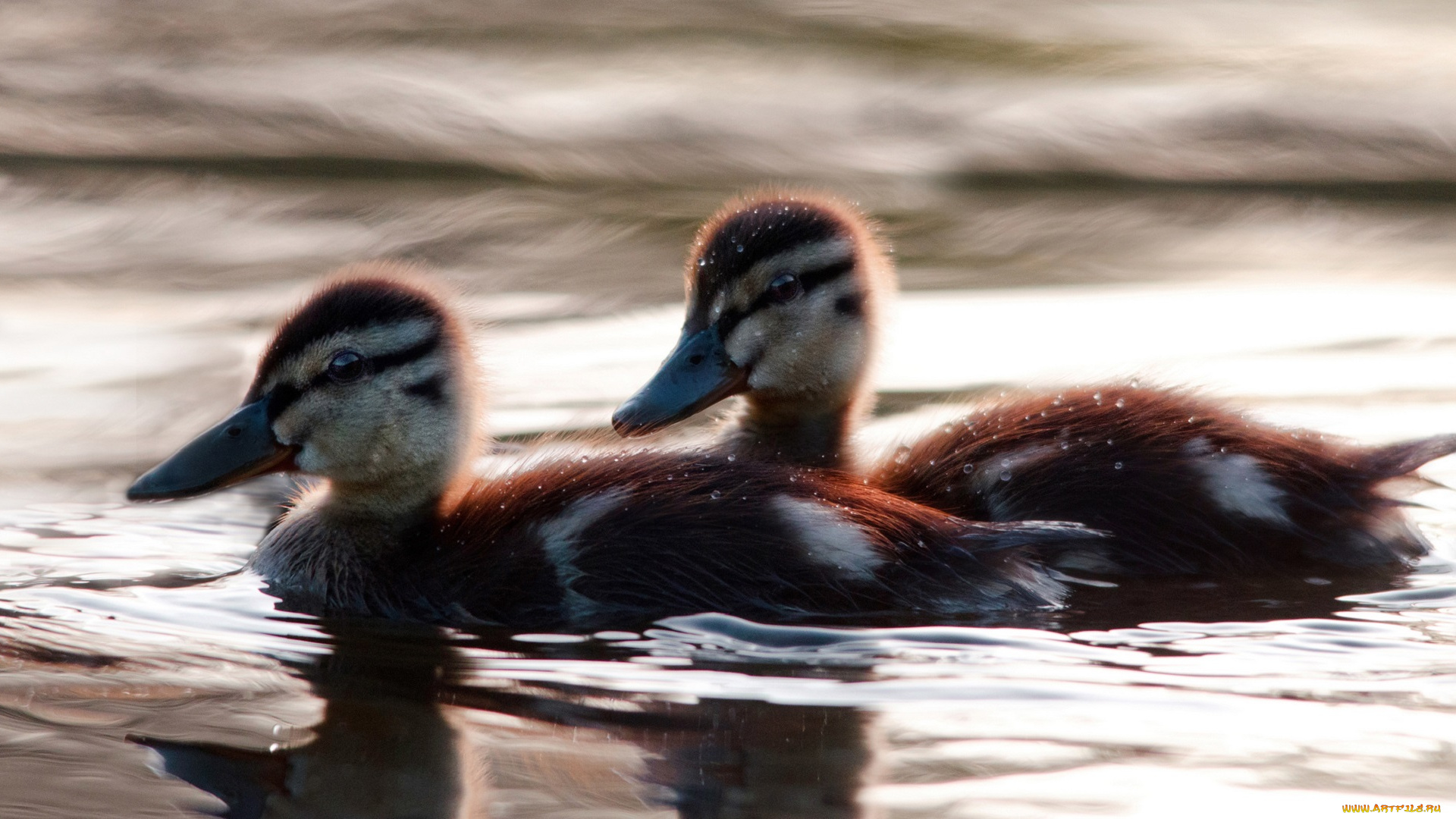 животные, утки, утята, капли, вода