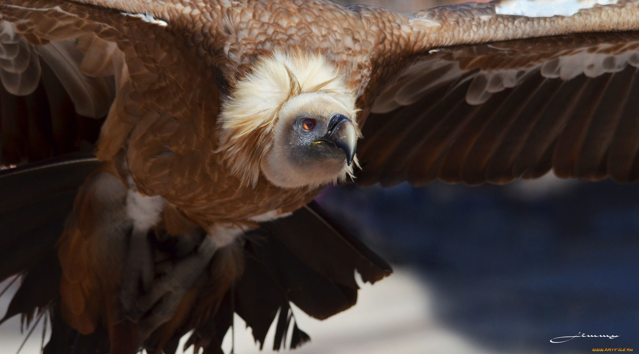 животные, птицы, -, хищники, гриф, птица