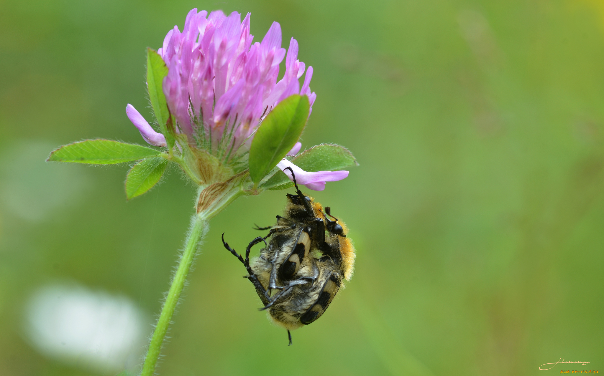 животные, насекомые, утро, макро, жуки, травинка, фон