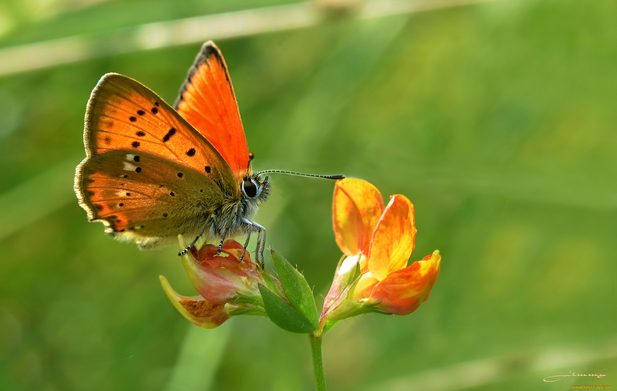 животные, бабочки, , мотыльки, , моли, зелёный, фон, макро, утро, насекомое, цветы