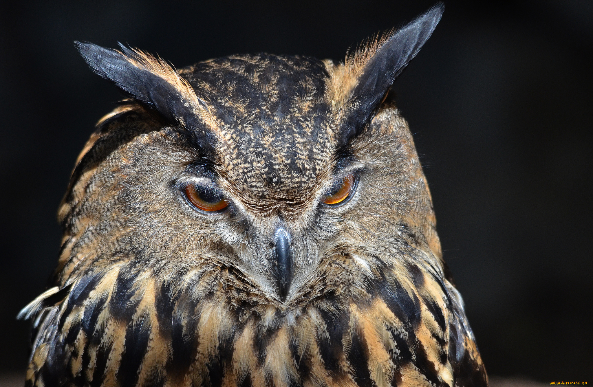 животные, совы, сова, портрет
