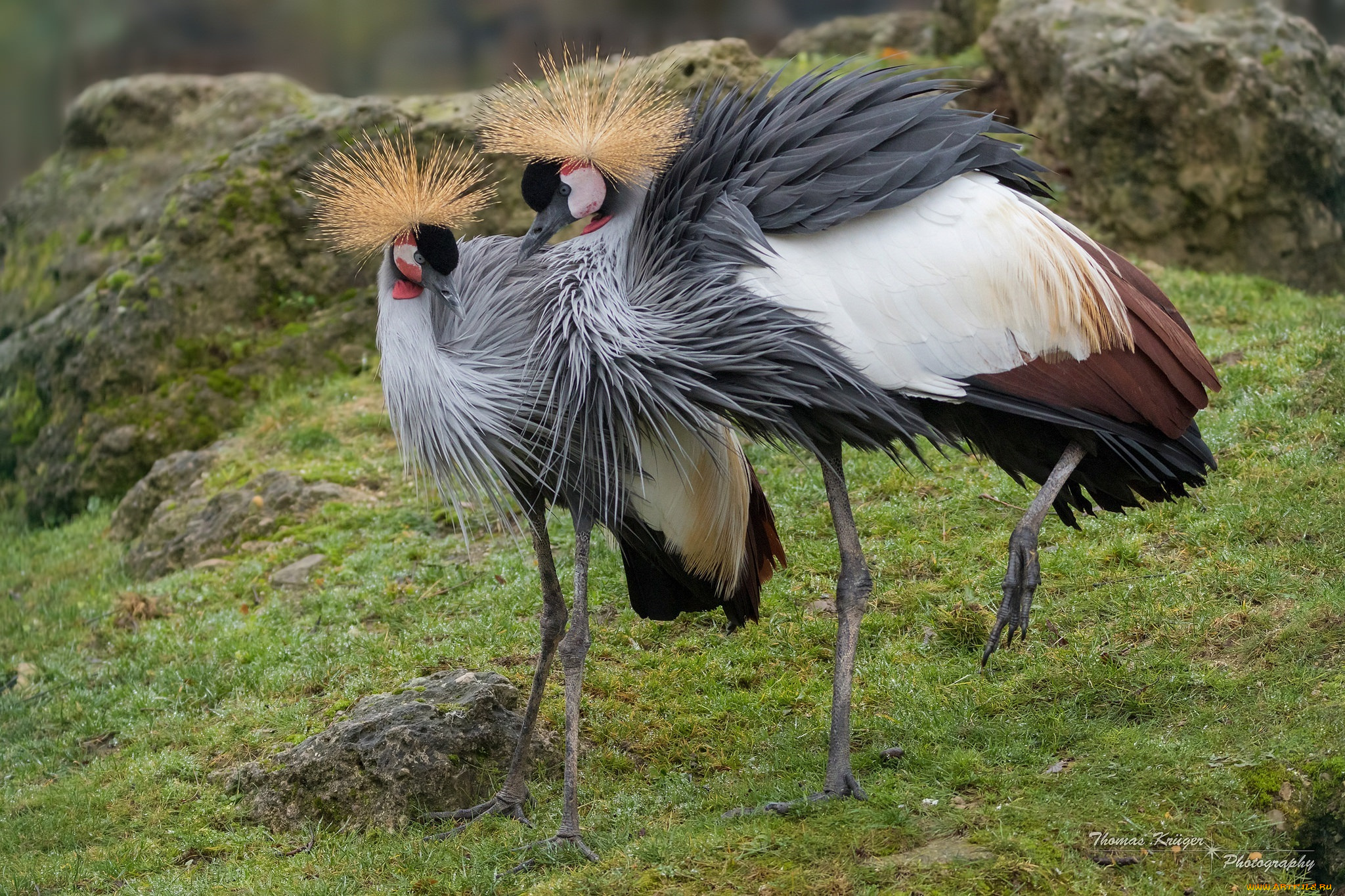 венценосные, журавли, животные, журавли, птицы, пара