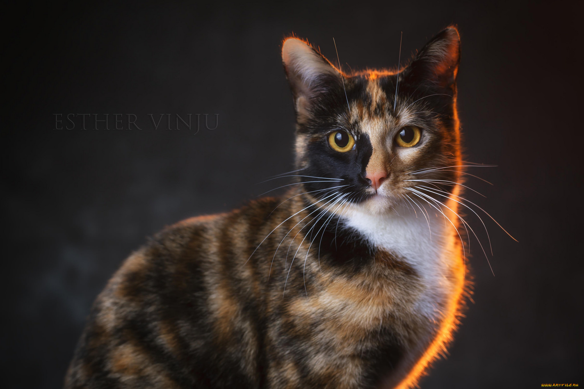 животные, коты, киса, коте, кошка, взгляд, портрет, усы