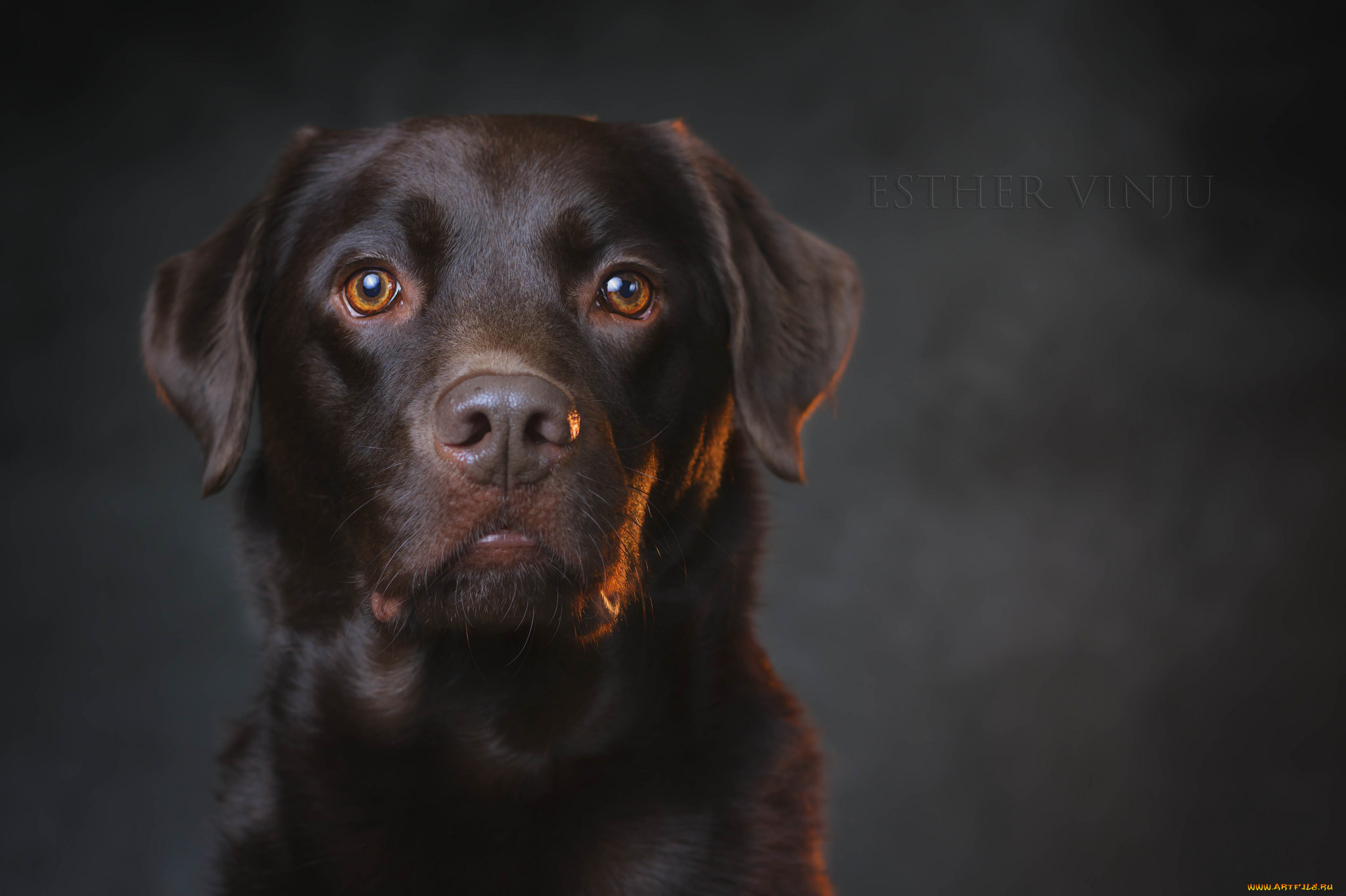 животные, собаки, собака, взгляд, коричневая, портрет