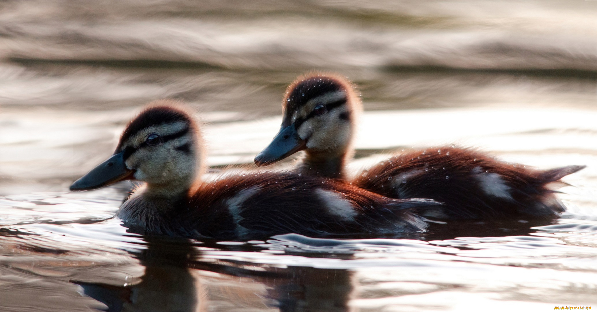 животные, утки, утята, капли, вода