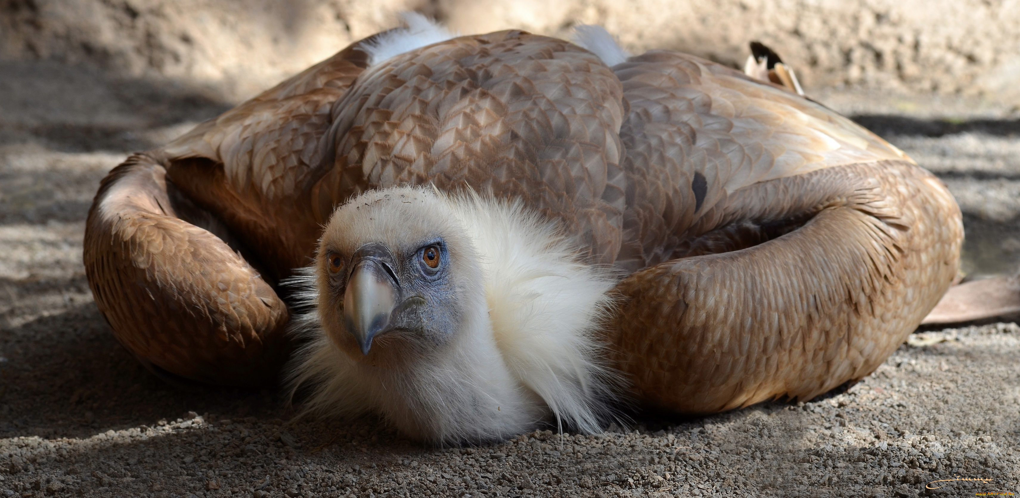 животные, птицы, -, хищники, взгляд, гриф, птица
