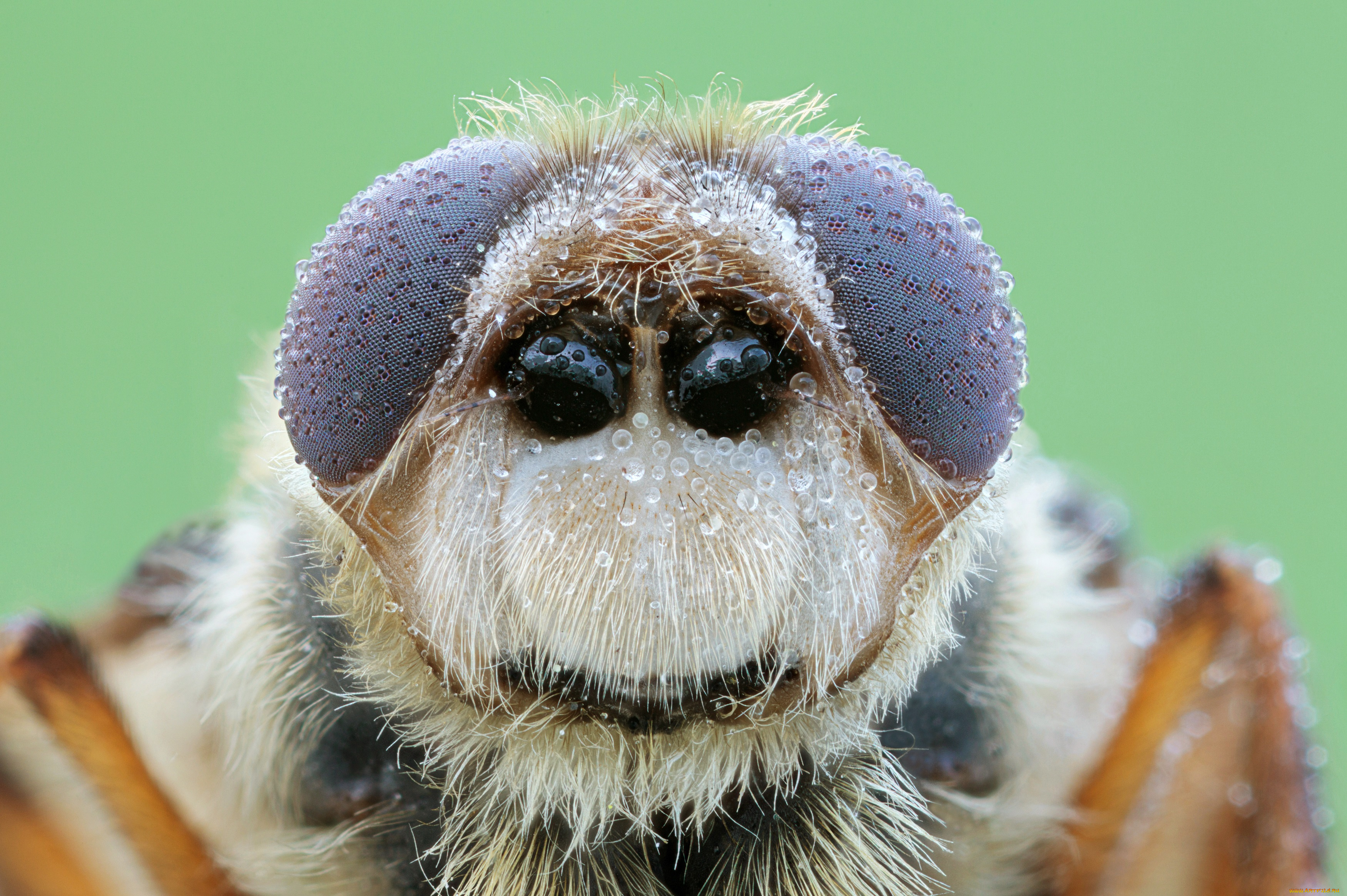 животные, насекомые, портрет, фон, насекомое, капли, роса, жук, макро