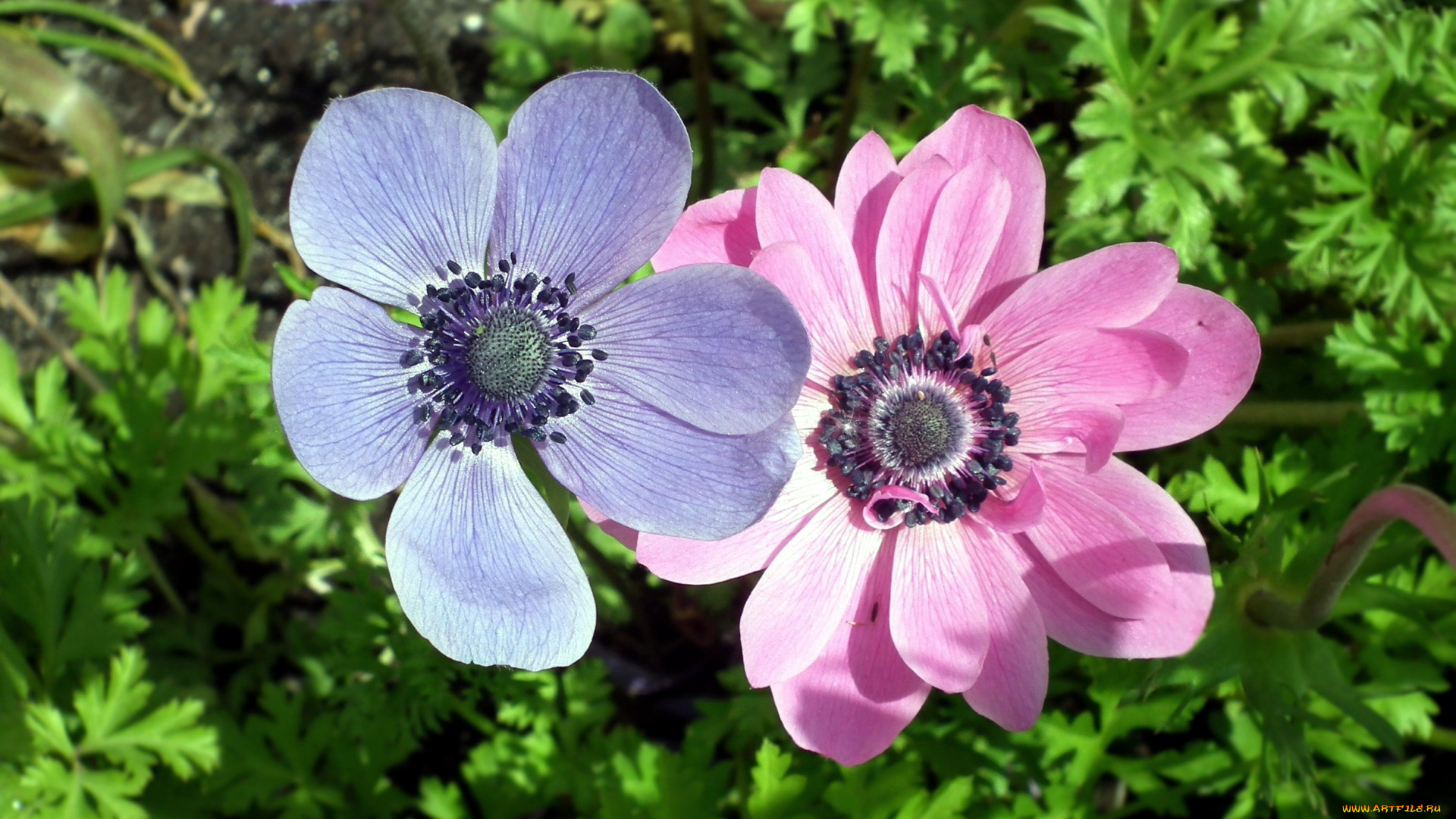 цветы, анемоны, , сон-трава, дуэт
